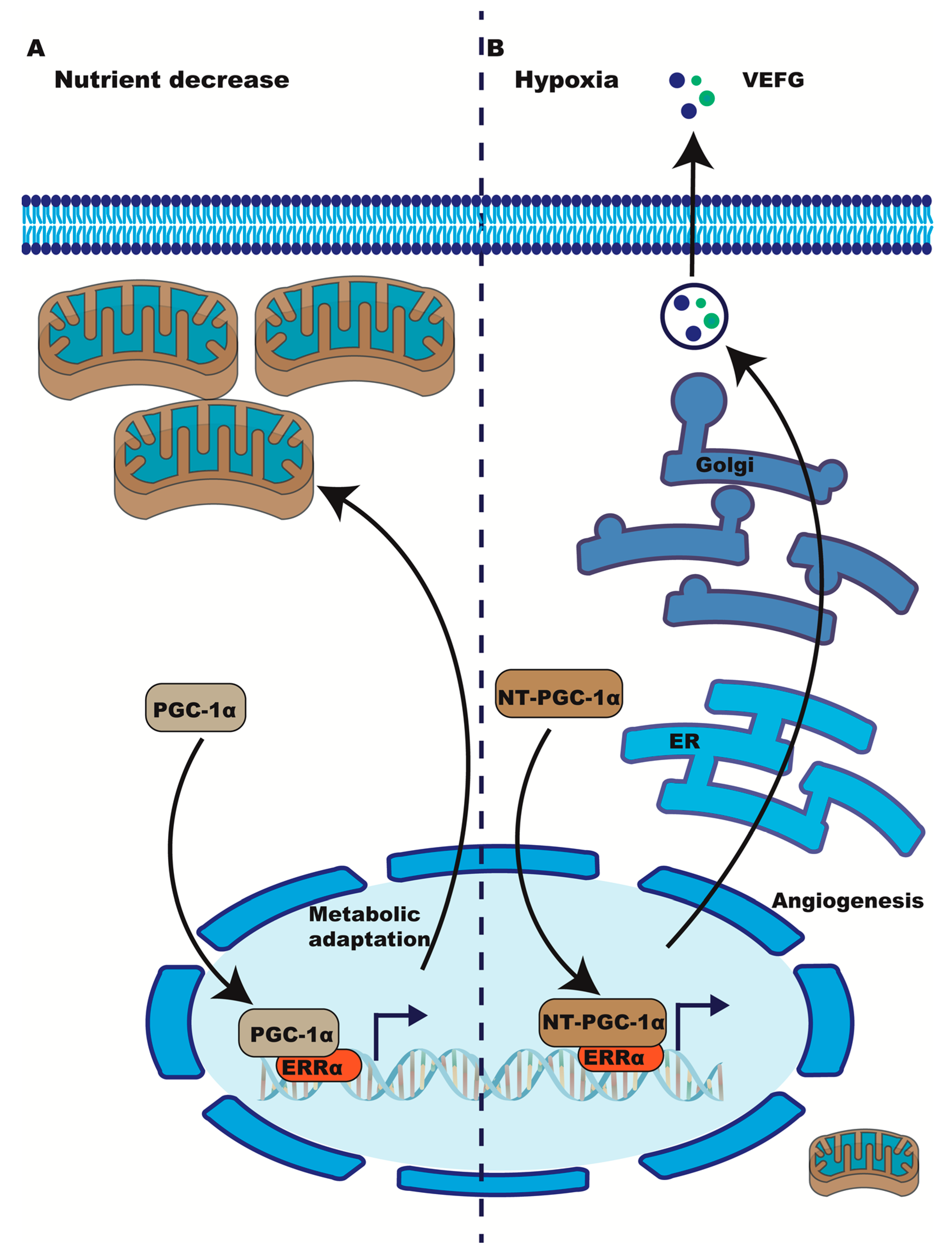 Ijms 24 07983 g002 Ijms 24 07983 g002