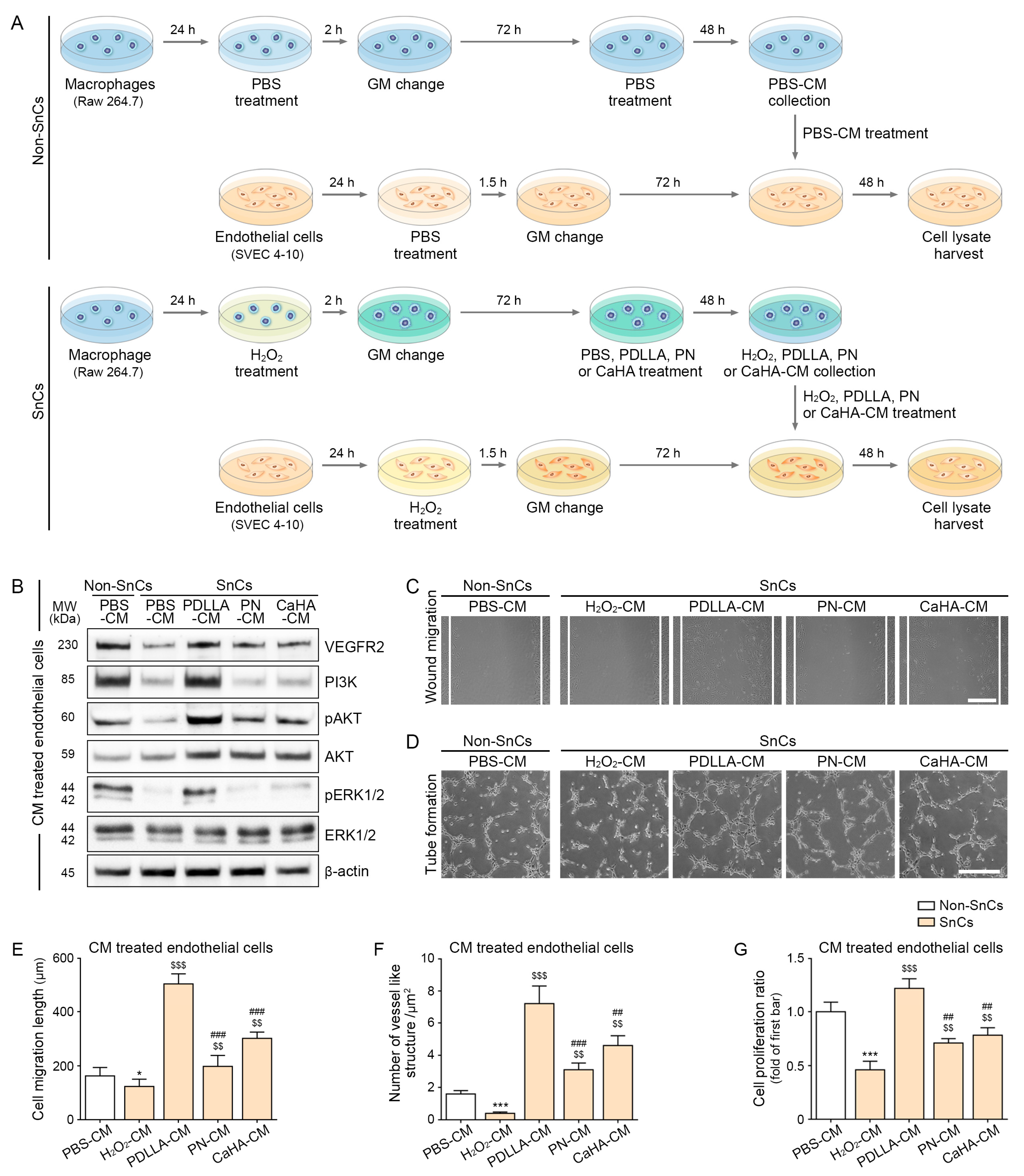 Ijms 24 07986 g002 Ijms 24 07986 g002