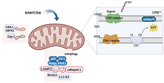 The Role of Exercise in Maintaining Mitochondrial
