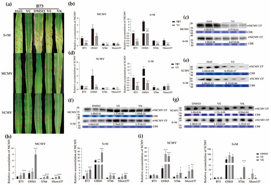 Transcriptomic and Functional Analyses Reveal the Different Roles