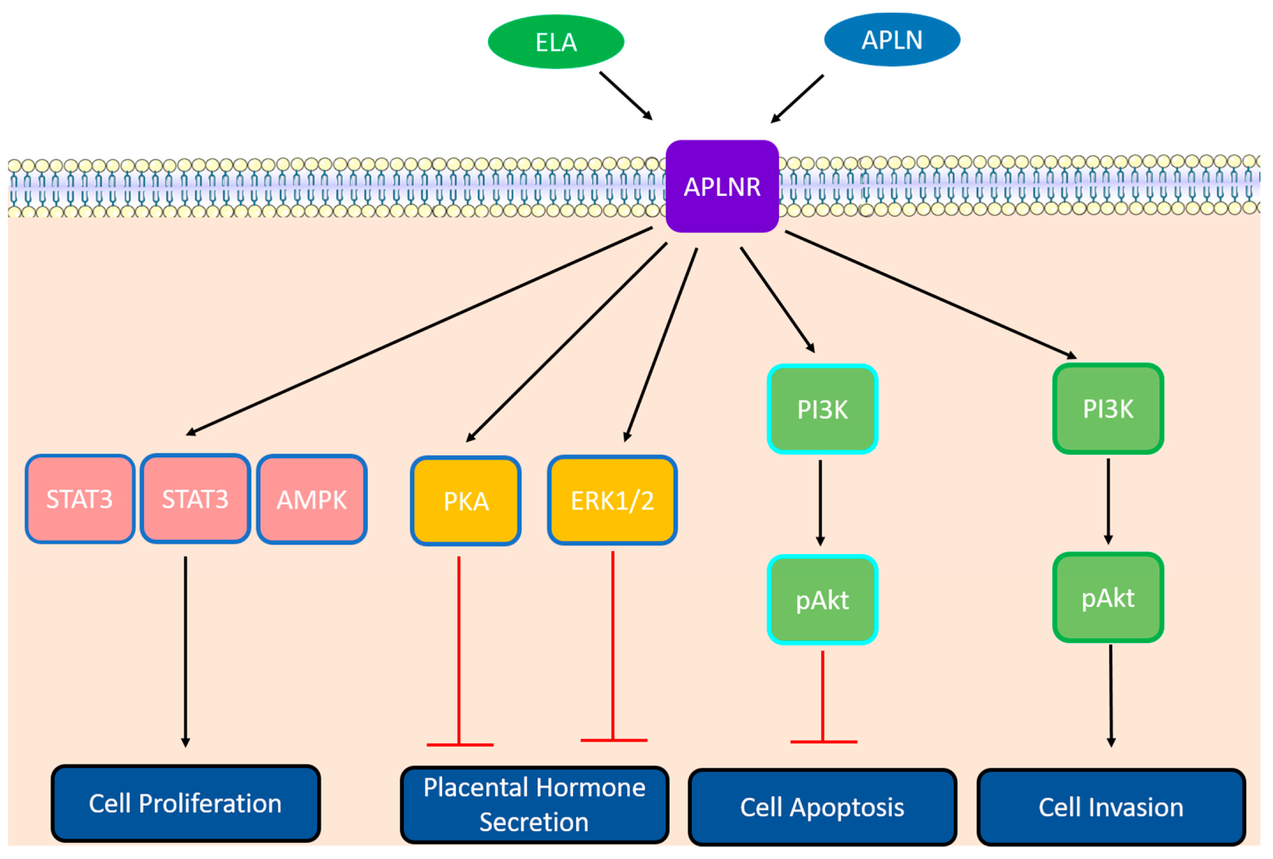 Ijms 24 08014 g002 Ijms 24 08014 g002