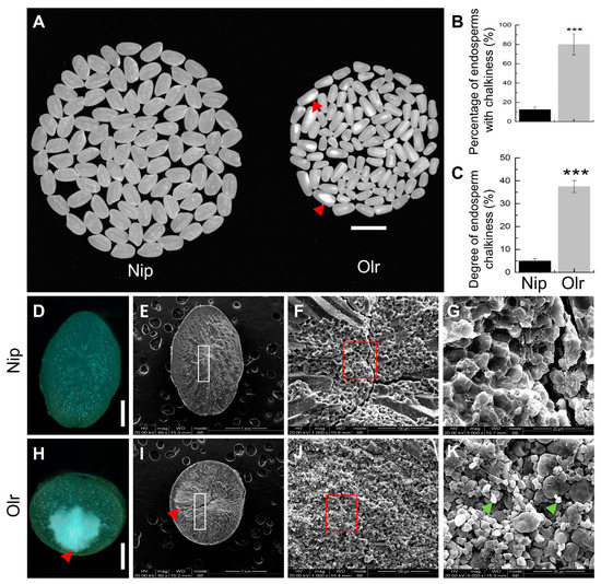 OsMADS1 Regulates Grain Quality, Gene Expressions, and OsMADS1 Regulates Grain Quality, Gene Expressions, and