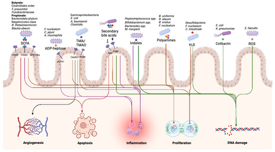The Role of Microbiota-Derived Metabolites in Colorectal Cancer