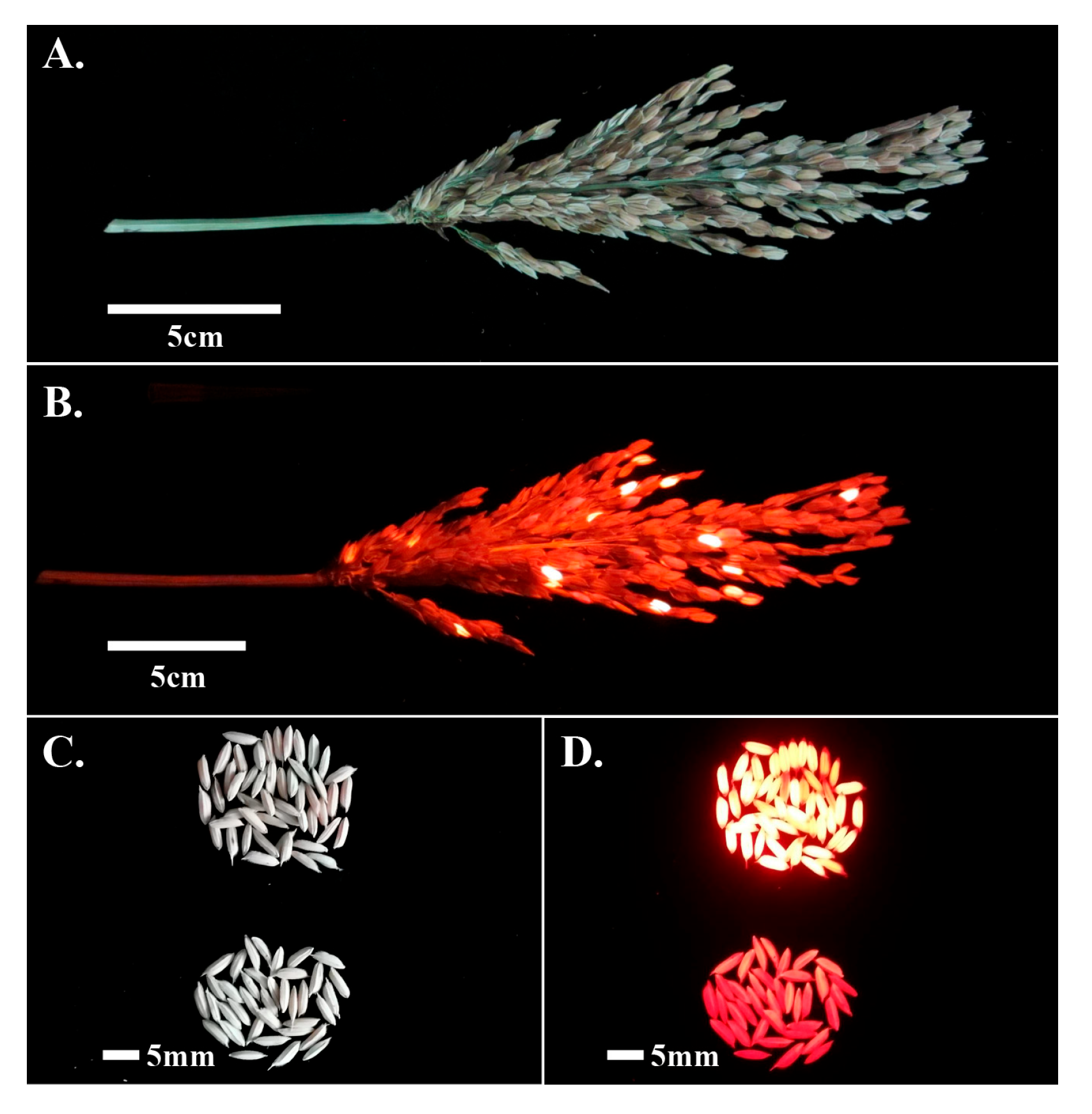 Ijms 24 08025 g004 Ijms 24 08025 g004