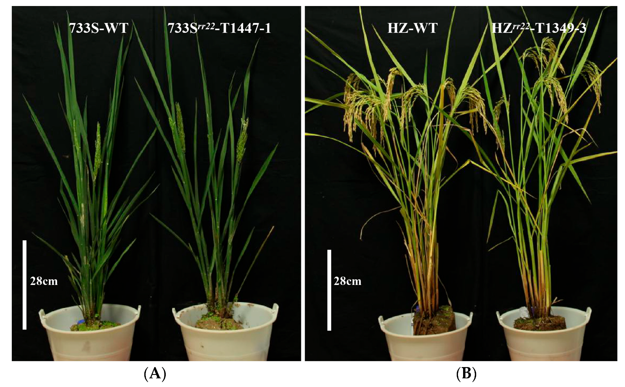 Ijms 24 08025 g007 Ijms 24 08025 g007