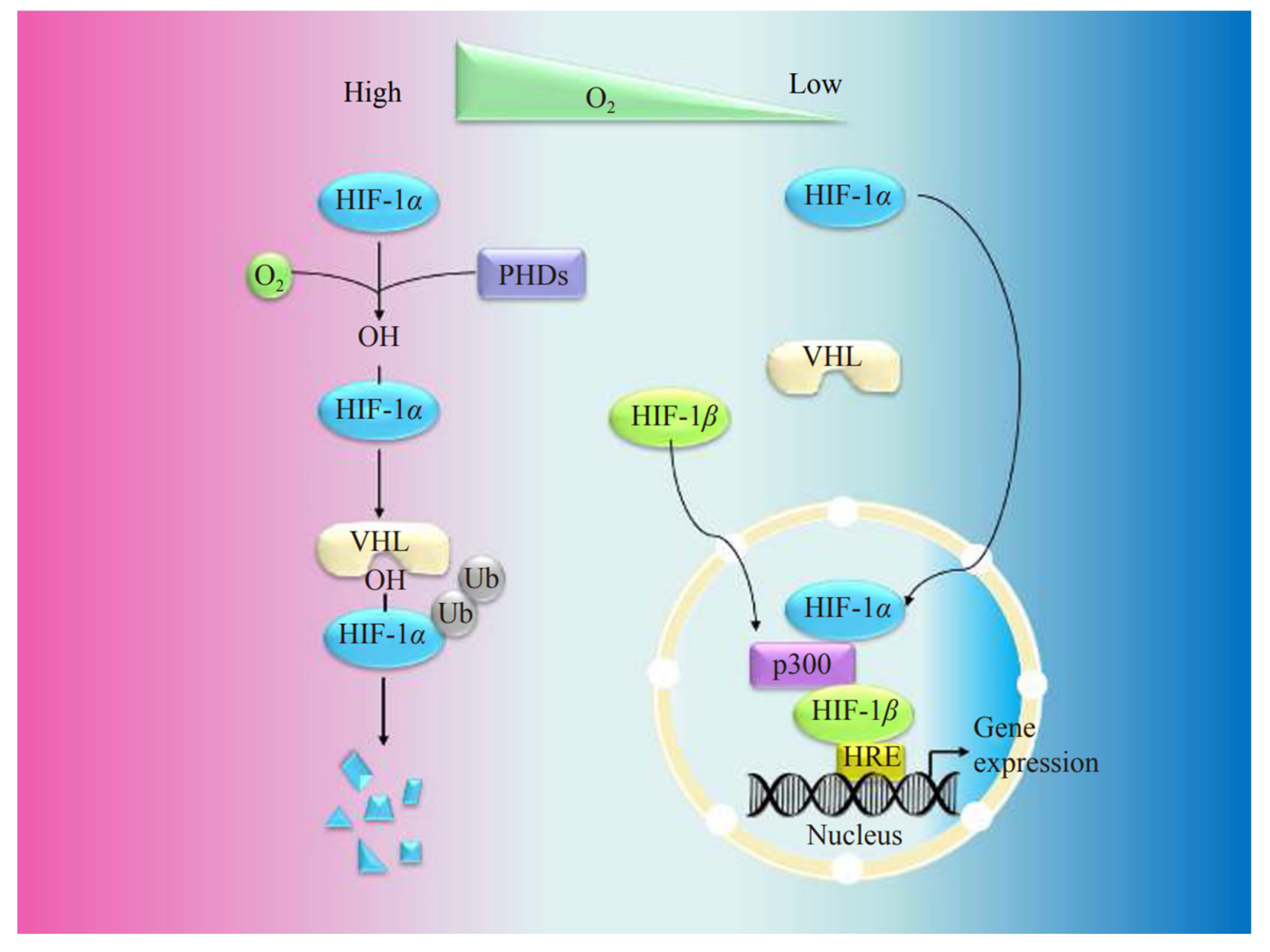Ijms 24 08029 g003 Ijms 24 08029 g003