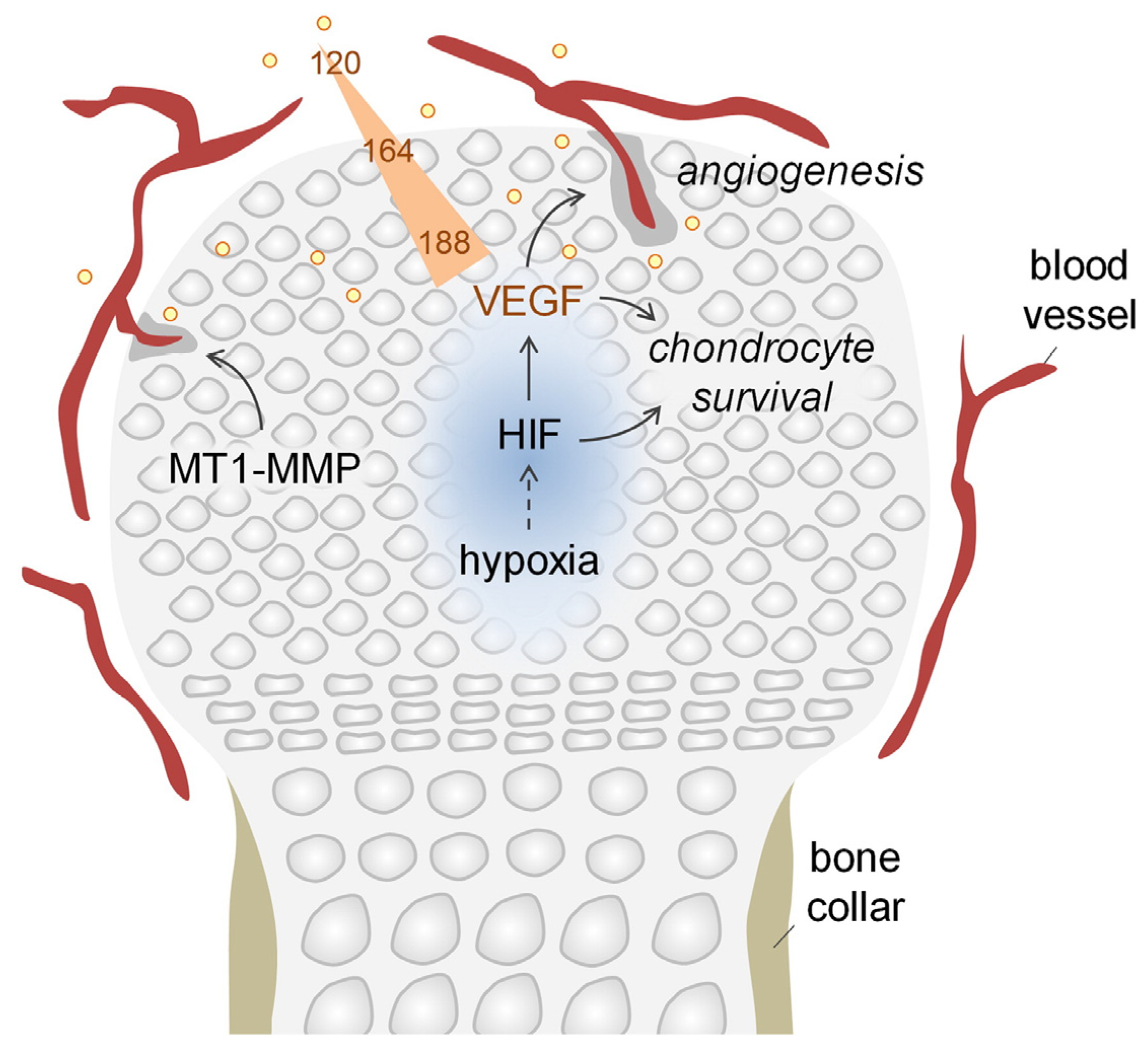 Ijms 24 08029 g005 Ijms 24 08029 g005
