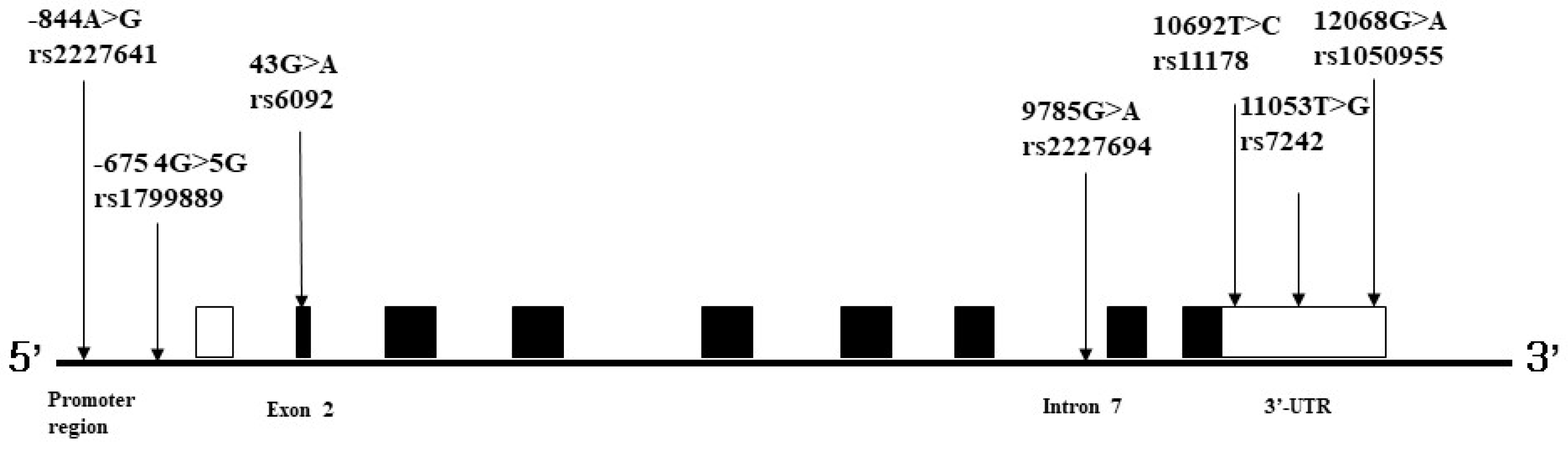 ijms-free-full-text-association-between-pai-1-polymorphisms-and