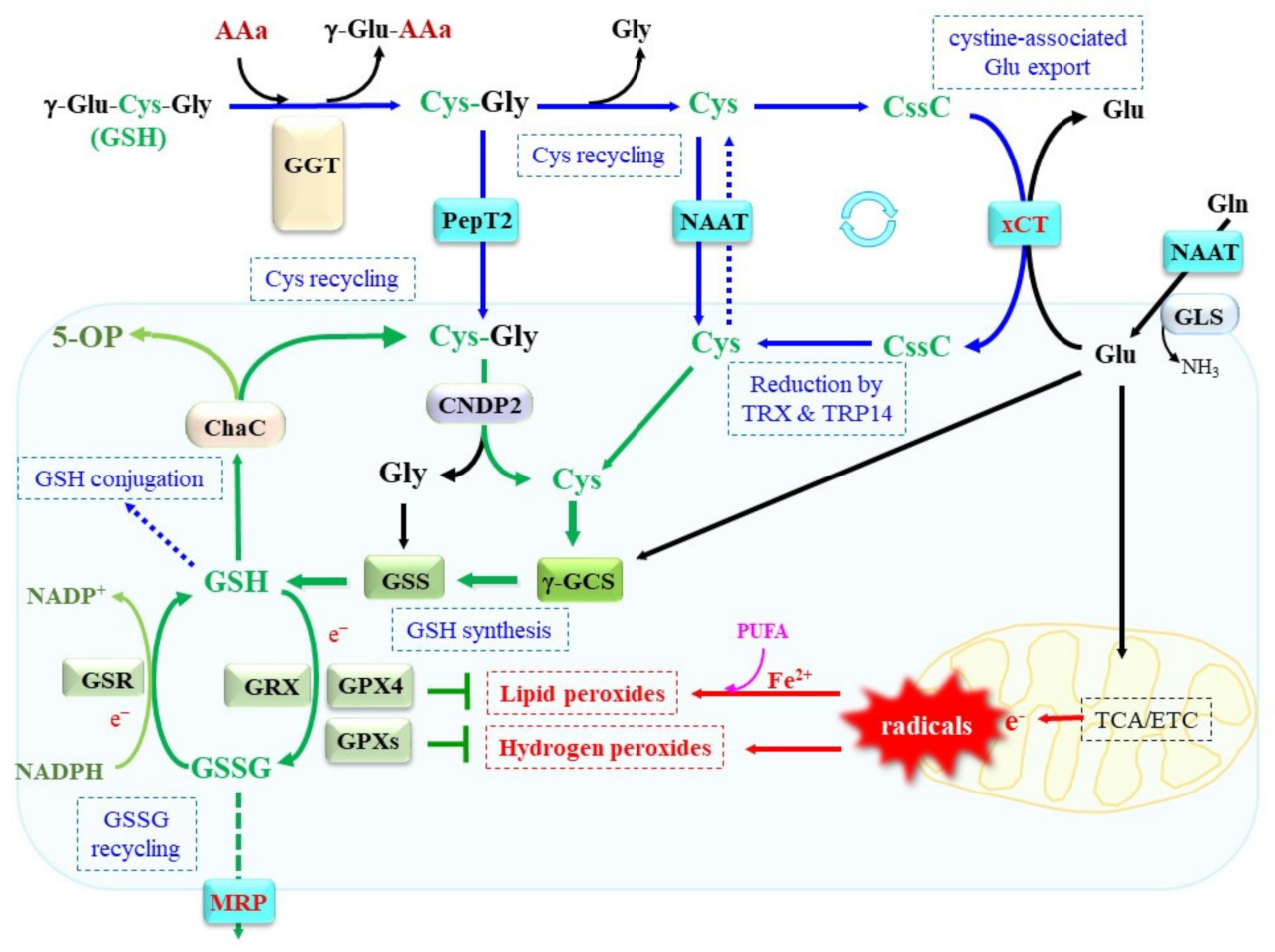 Ijms 24 08044 g002 Ijms 24 08044 g002