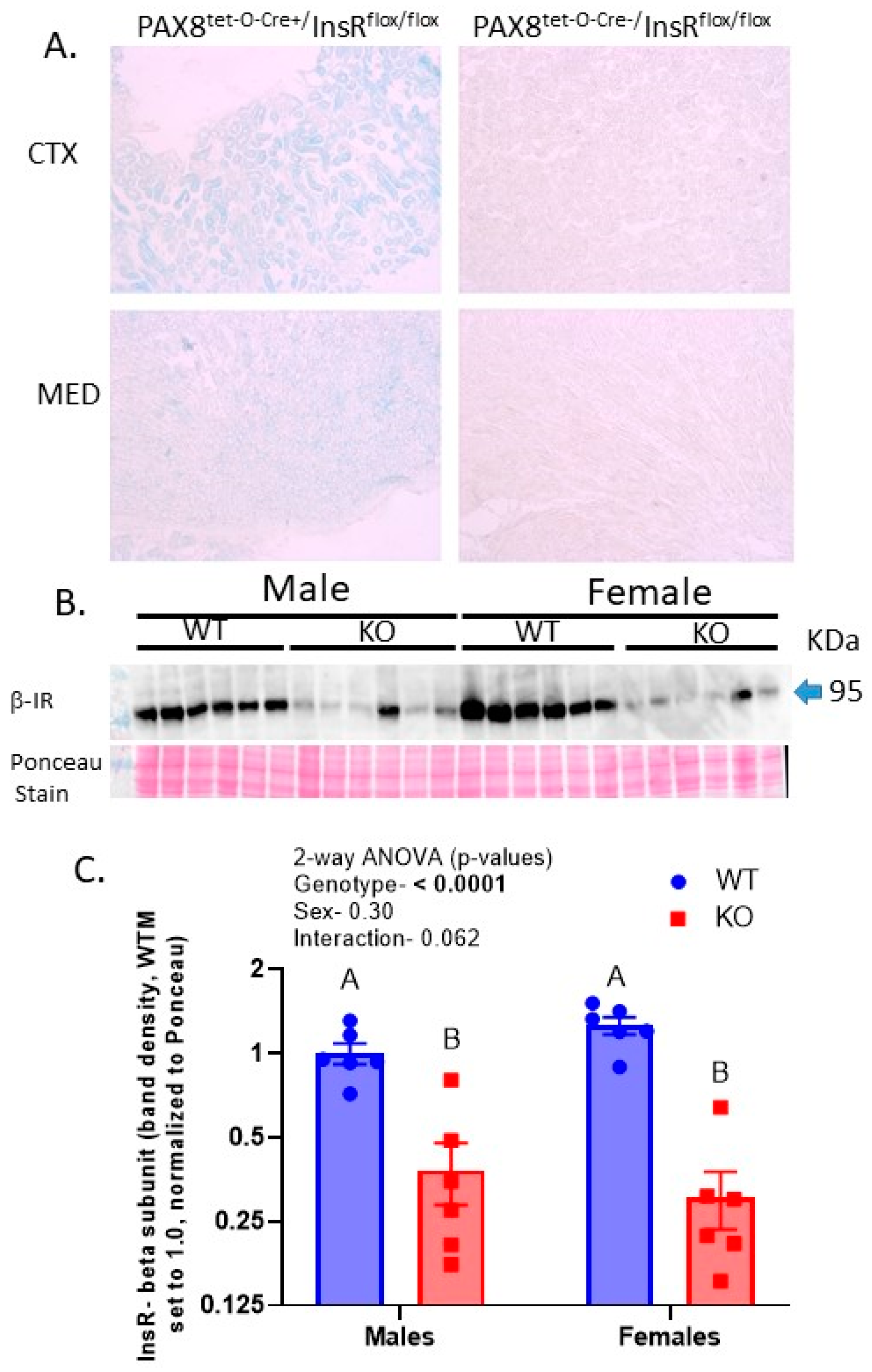 IJMS Free Full-Text Sex Modulates Response to Renal-Tubule-Targeted Insulin Receptor Deletion in Mice image pic