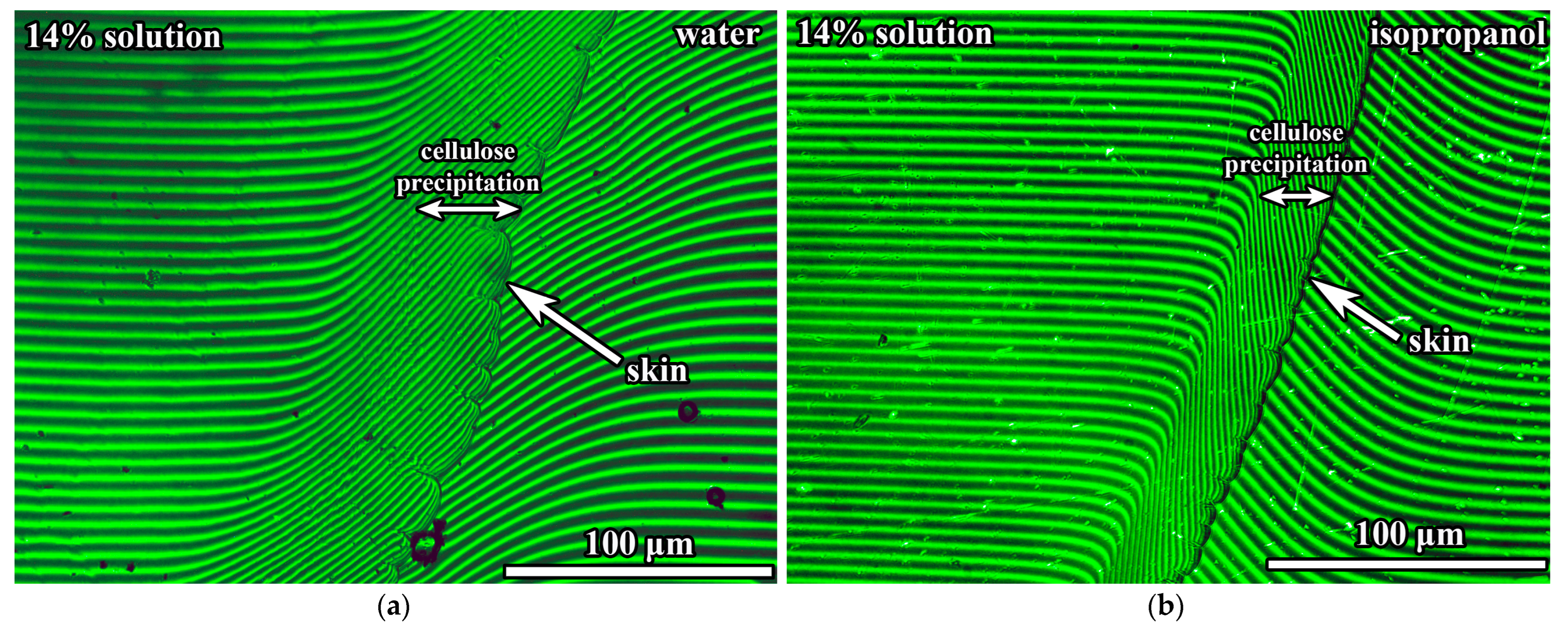 Ijms 24 08057 g010 Ijms 24 08057 g010