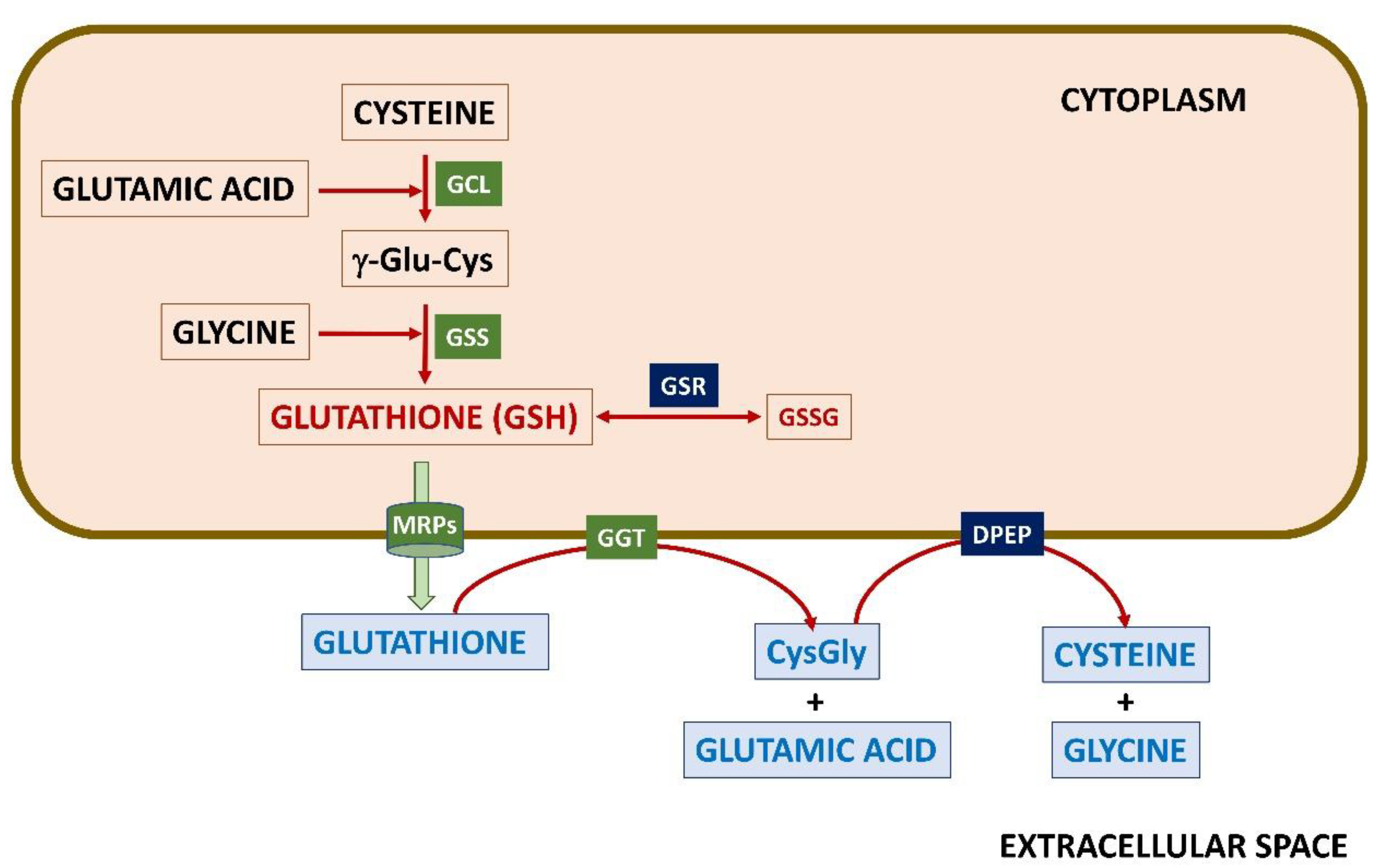 Ijms 24 08059 g001 Ijms 24 08059 g001