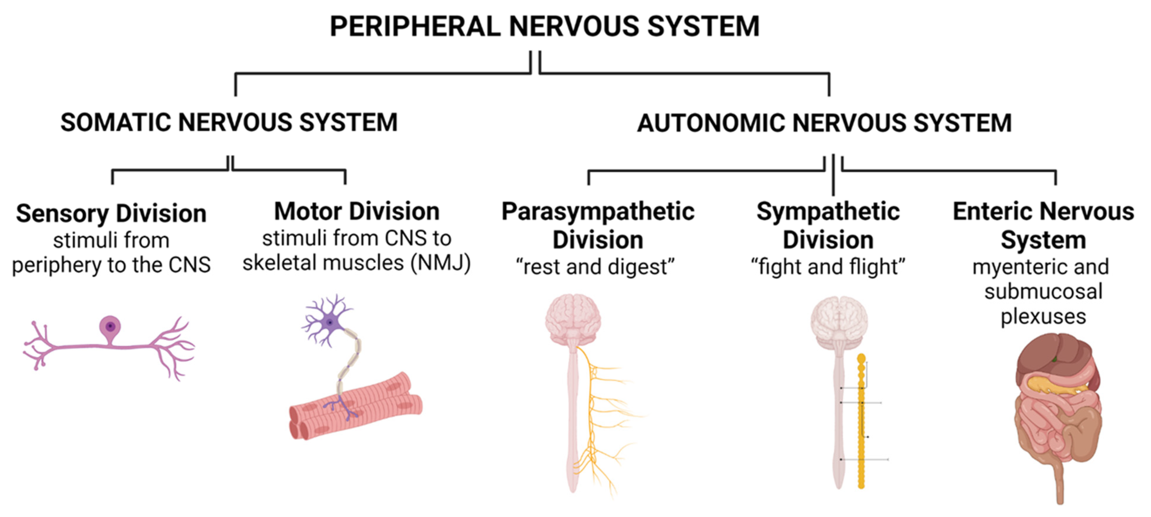 Impact of Gut Microbiota on the Peripheral Nervous System in