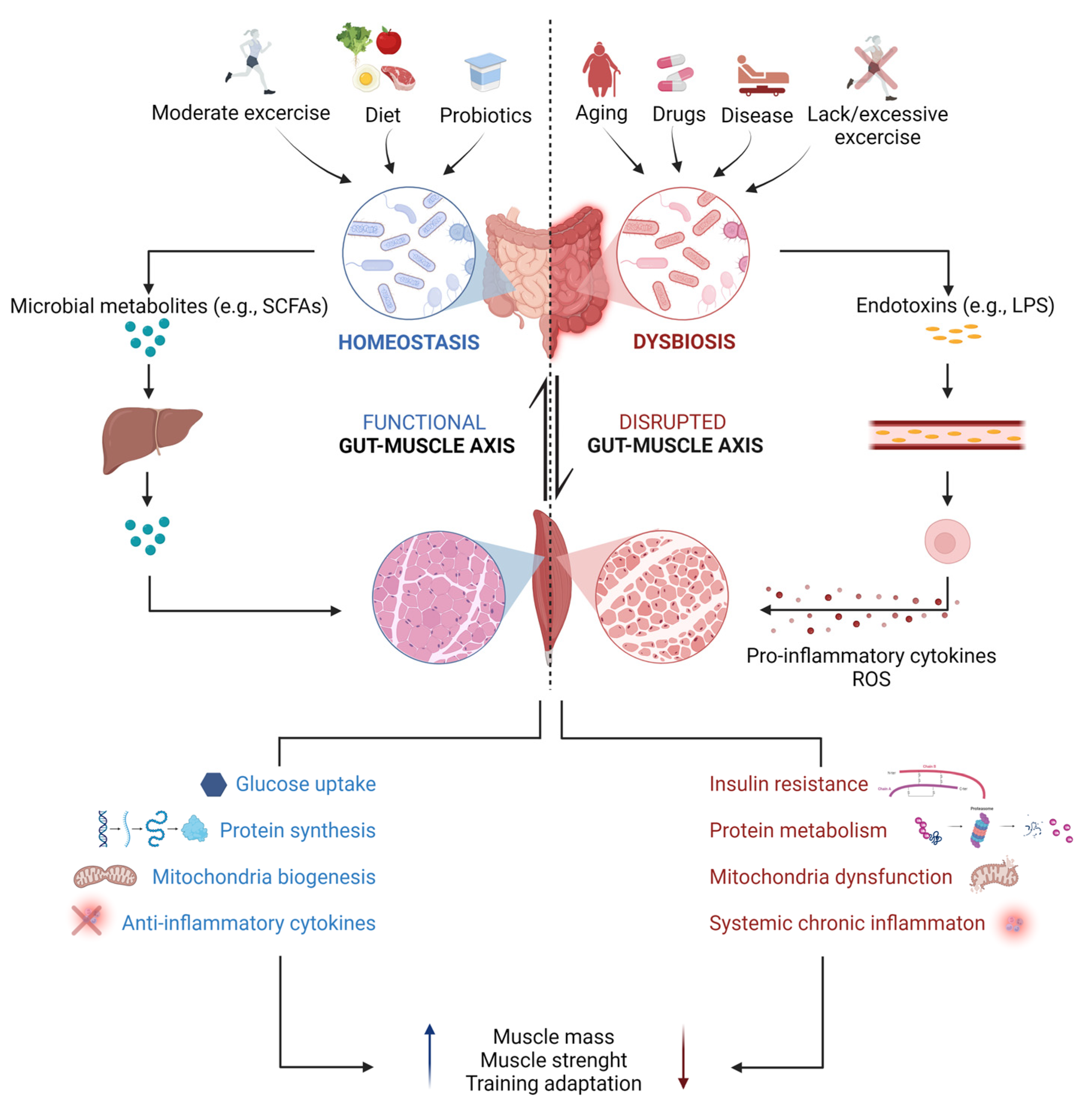 福袋売れ残りセール on Microbiota Gut of Impact the in System Nervous Peripheral 絵本/児童書
