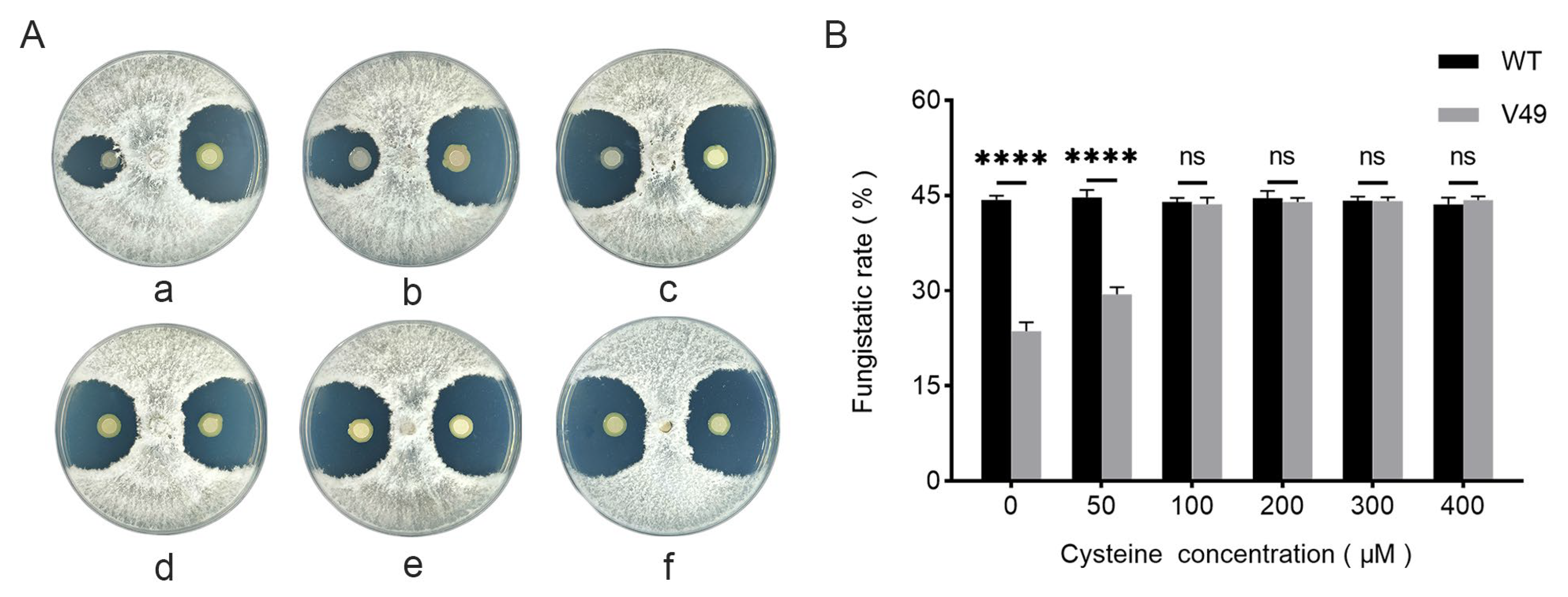 Ijms 24 08067 g004 Ijms 24 08067 g004