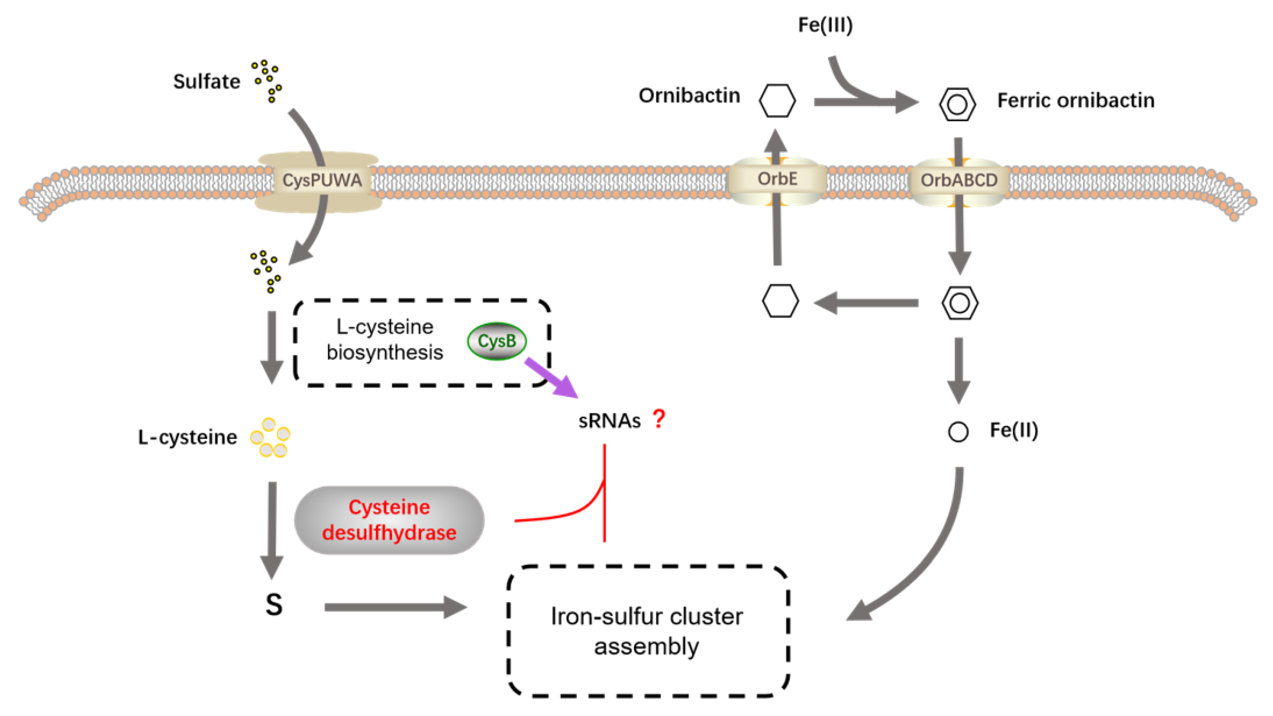 Ijms 24 08067 g009 Ijms 24 08067 g009