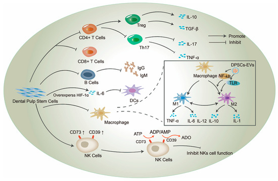 Immunomodulatory Mechanism and Potential Application of Immunomodulatory Mechanism and Potential Application of