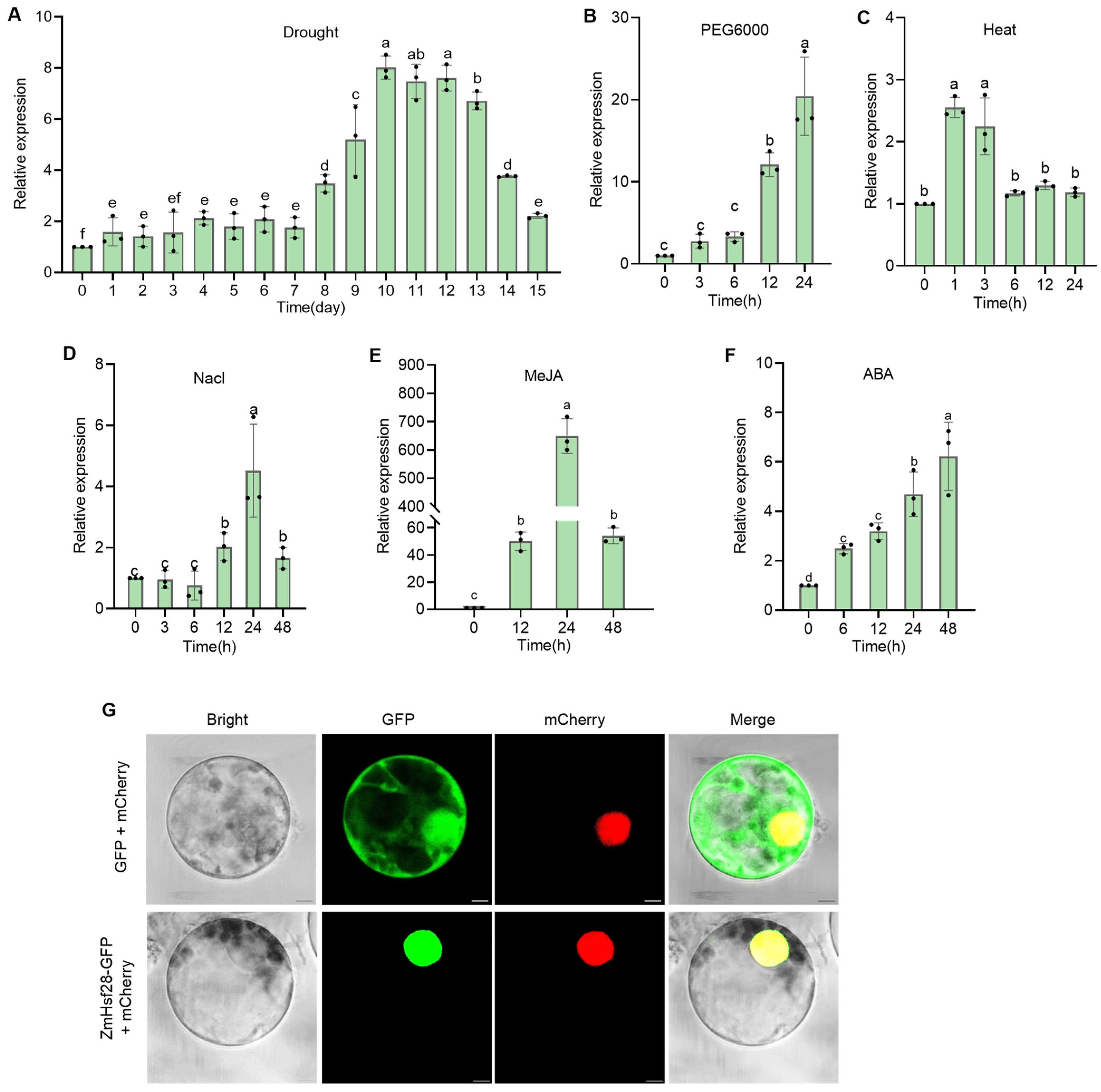 Maize Transcription Factor ZmHsf28 Positively Regulates