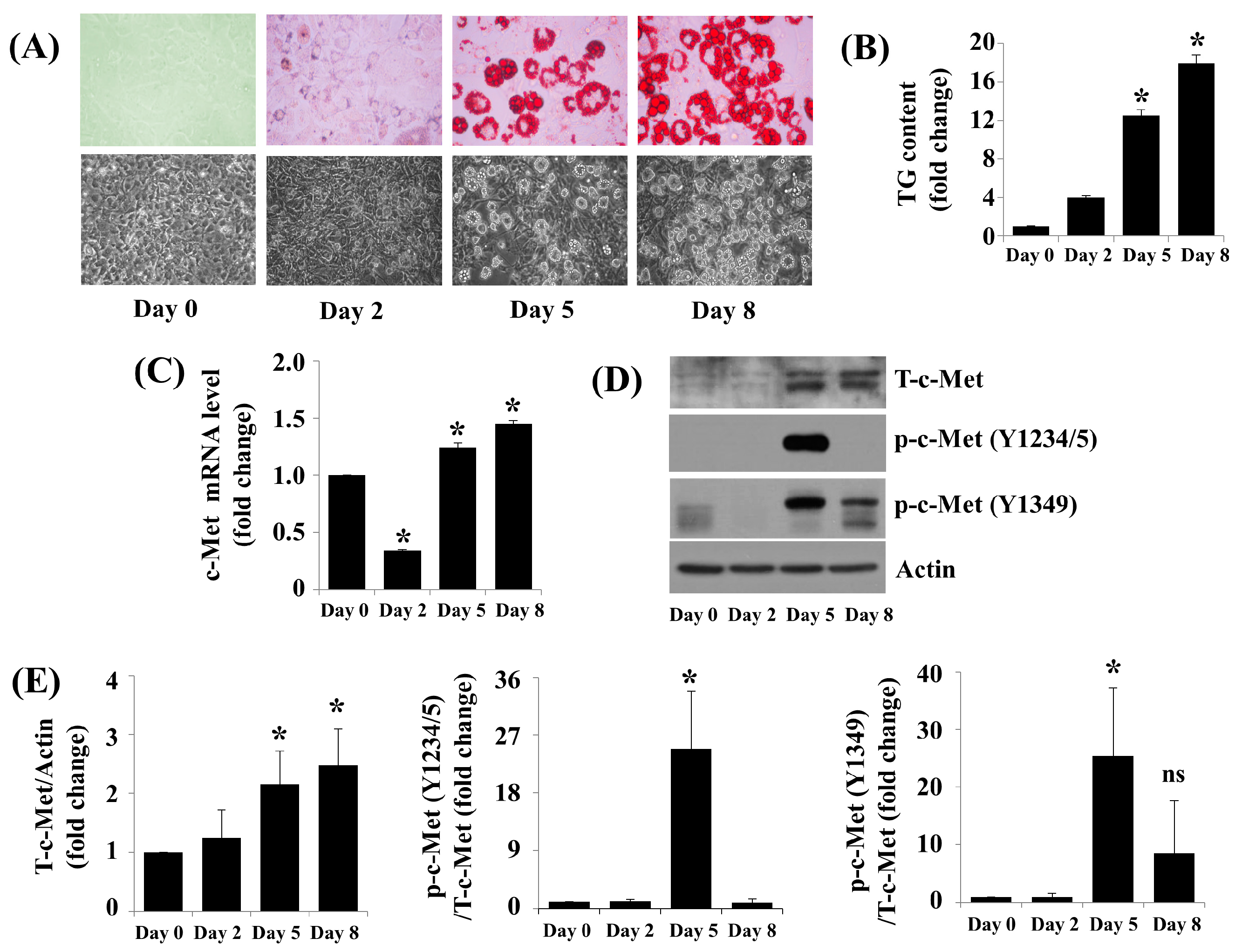 Ijms 24 08086 g001 Ijms 24 08086 g001