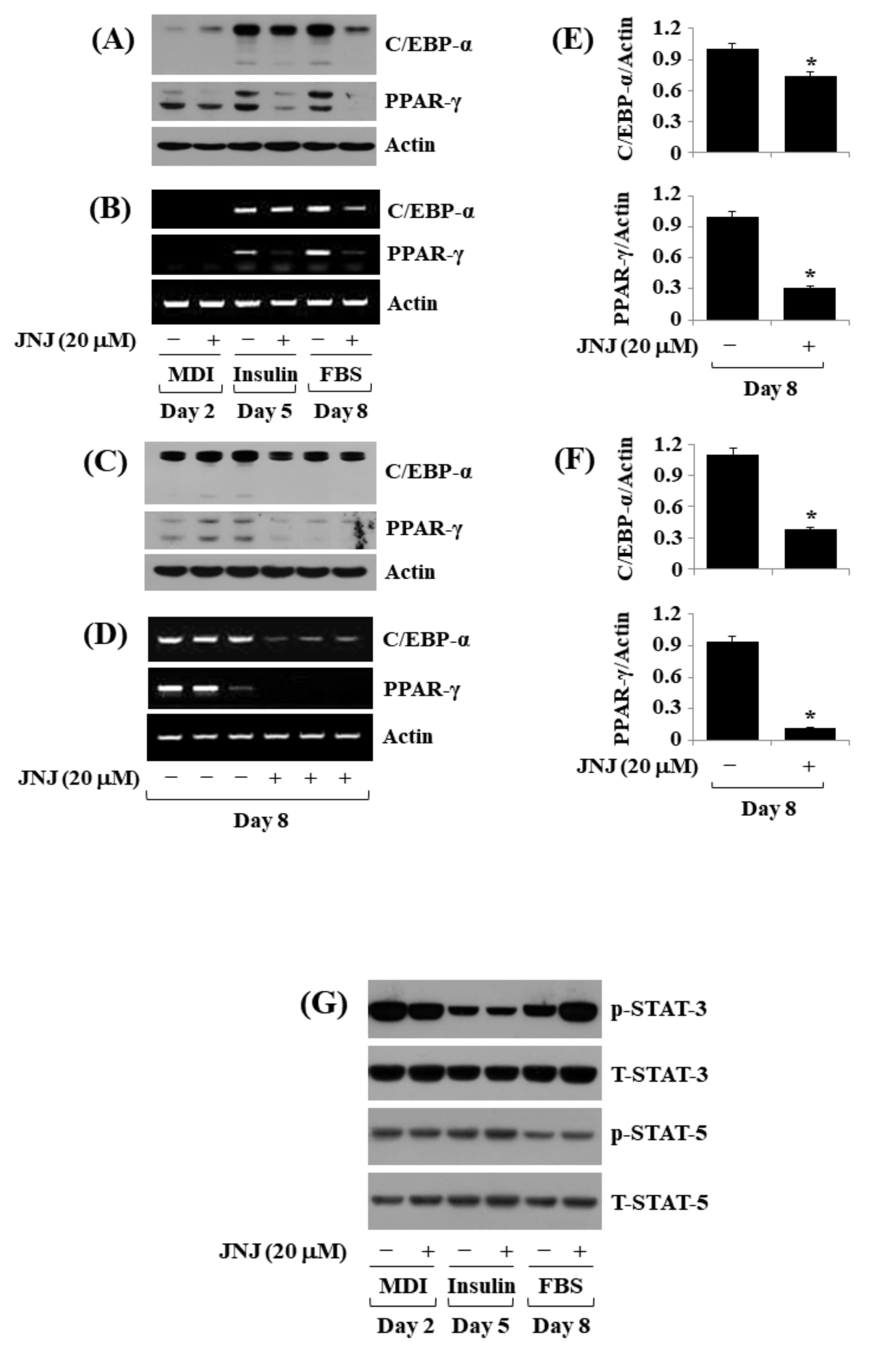Ijms 24 08086 g004 Ijms 24 08086 g004