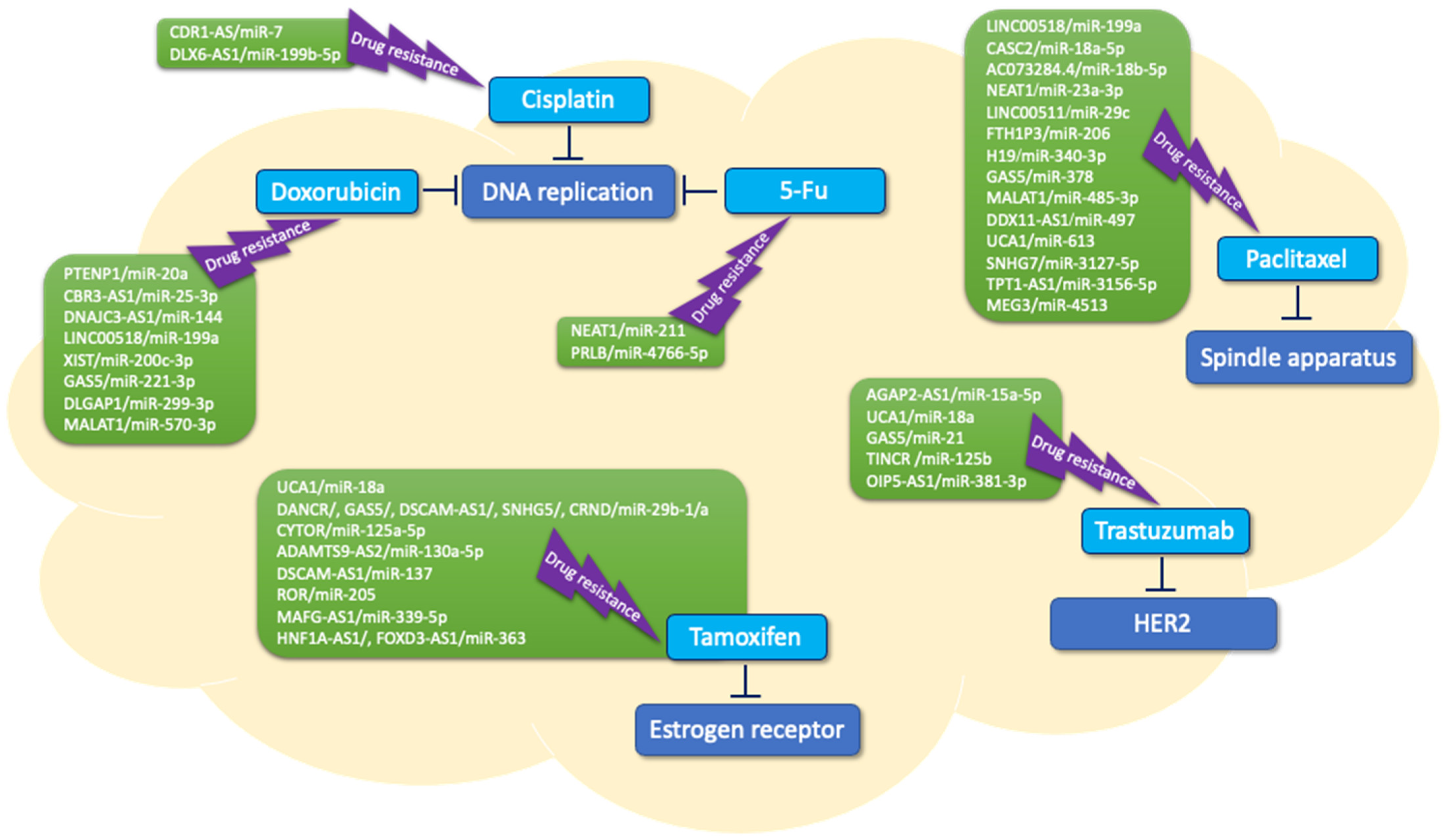Interplay between LncRNAs and microRNAs in Breast Cancer