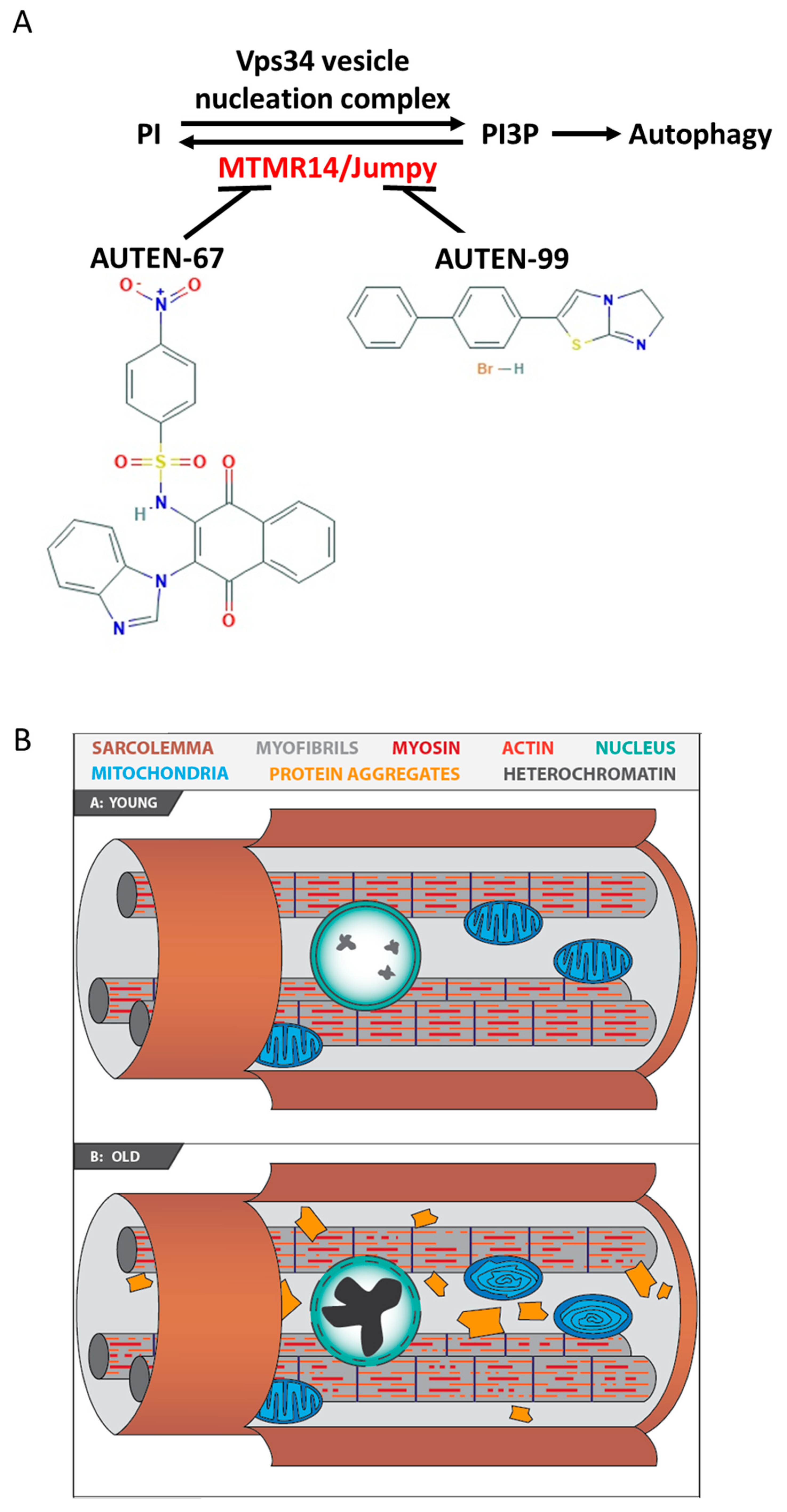 Ijms 24 08100 g001 Ijms 24 08100 g001