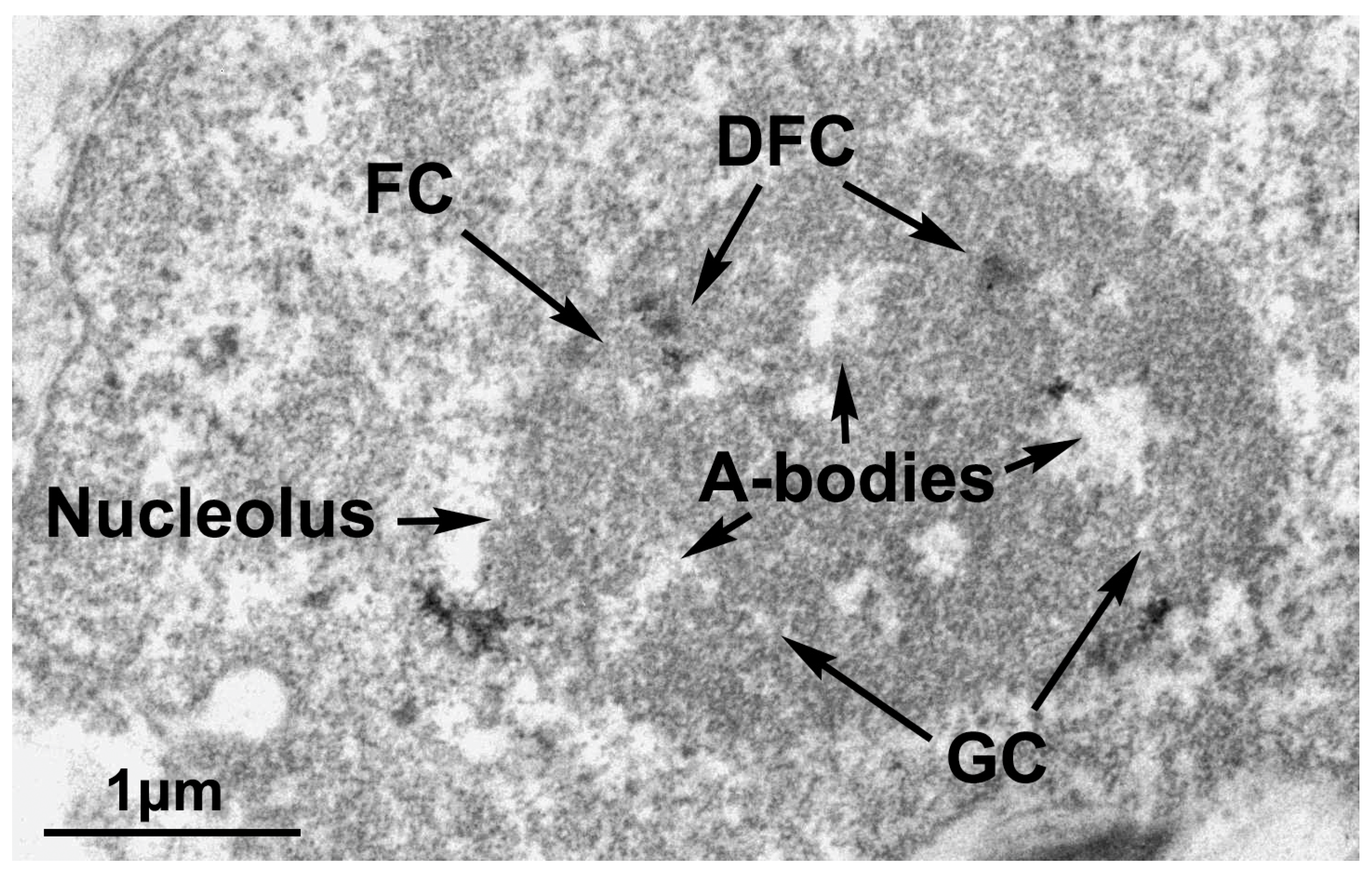 Ijms 24 08108 g002 Ijms 24 08108 g002