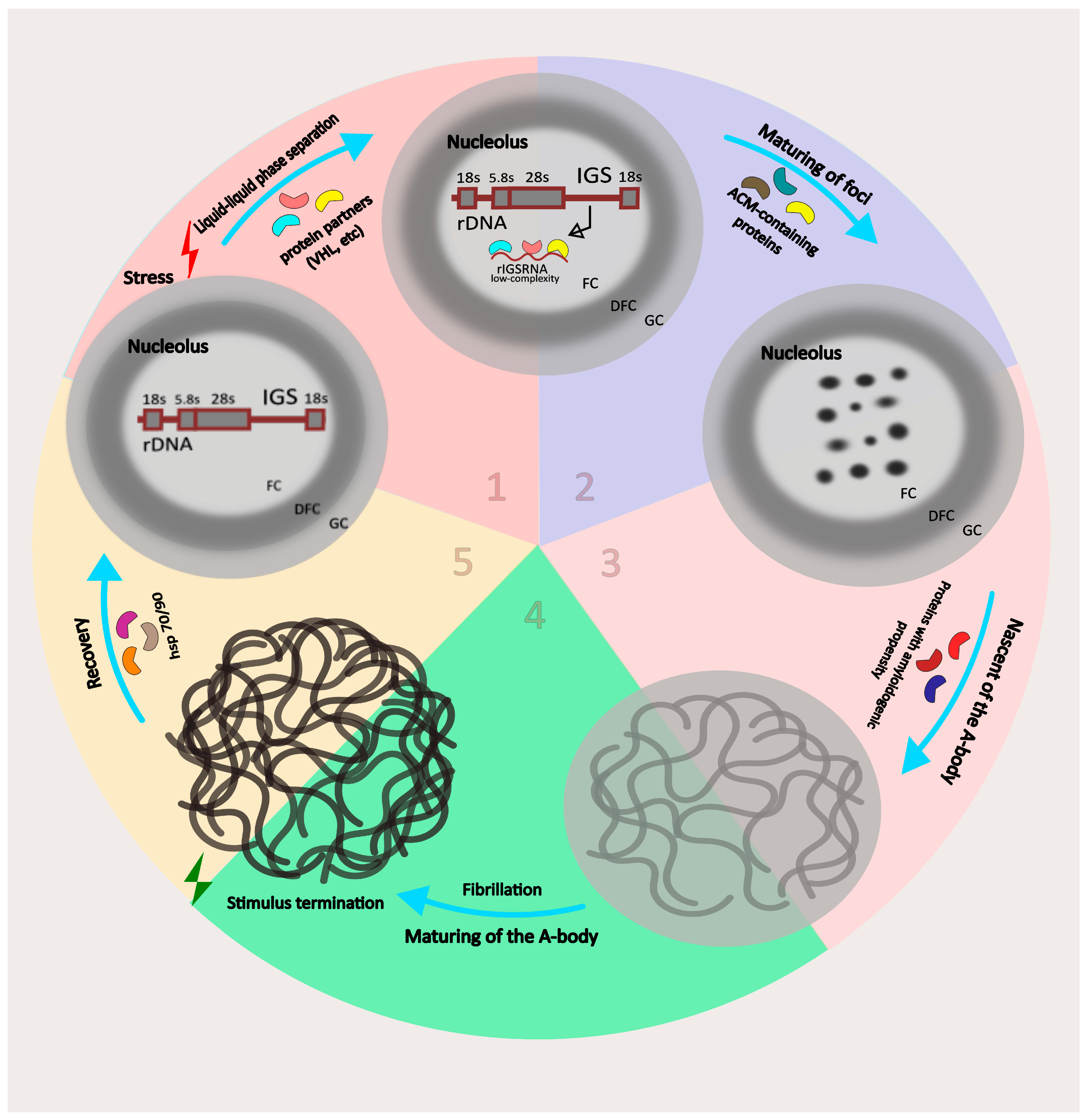 Ijms 24 08108 g003 Ijms 24 08108 g003