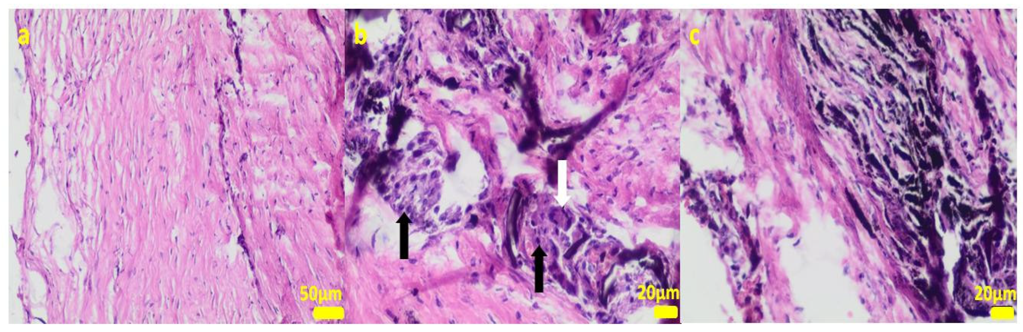 Ijms 24 08114 g006 Ijms 24 08114 g006