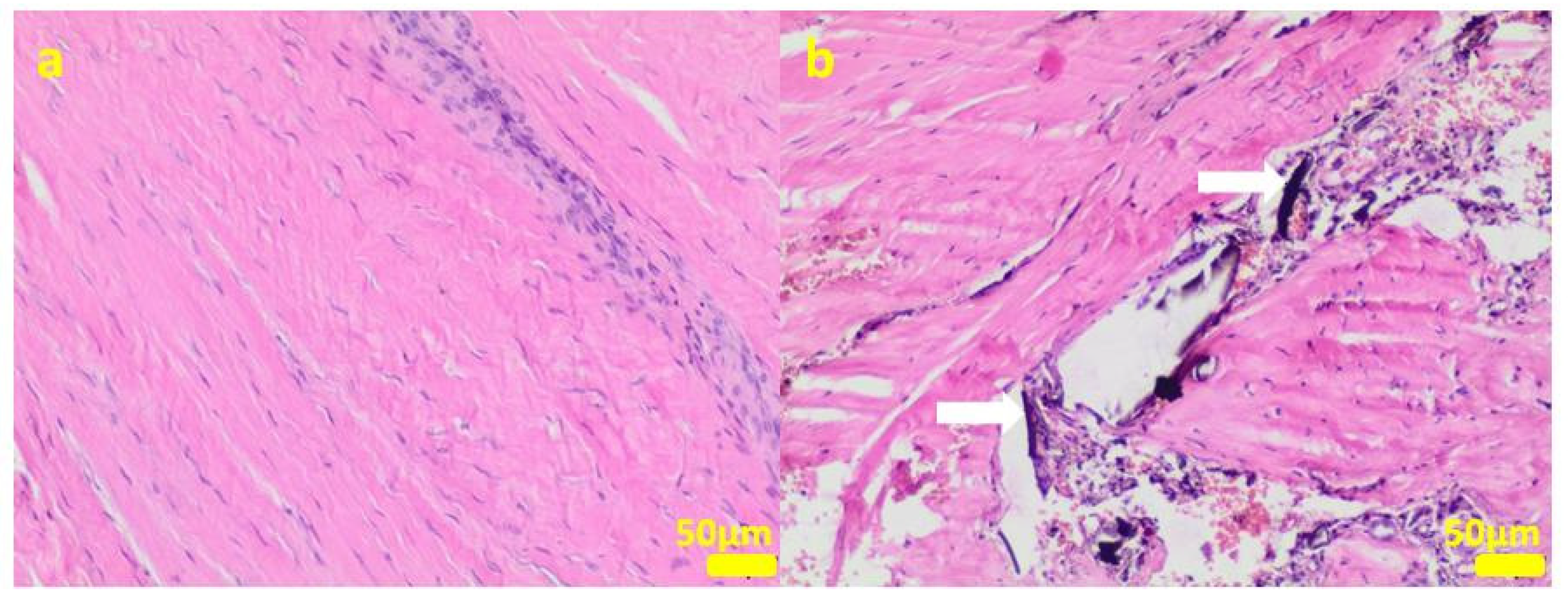 Ijms 24 08114 g008 Ijms 24 08114 g008