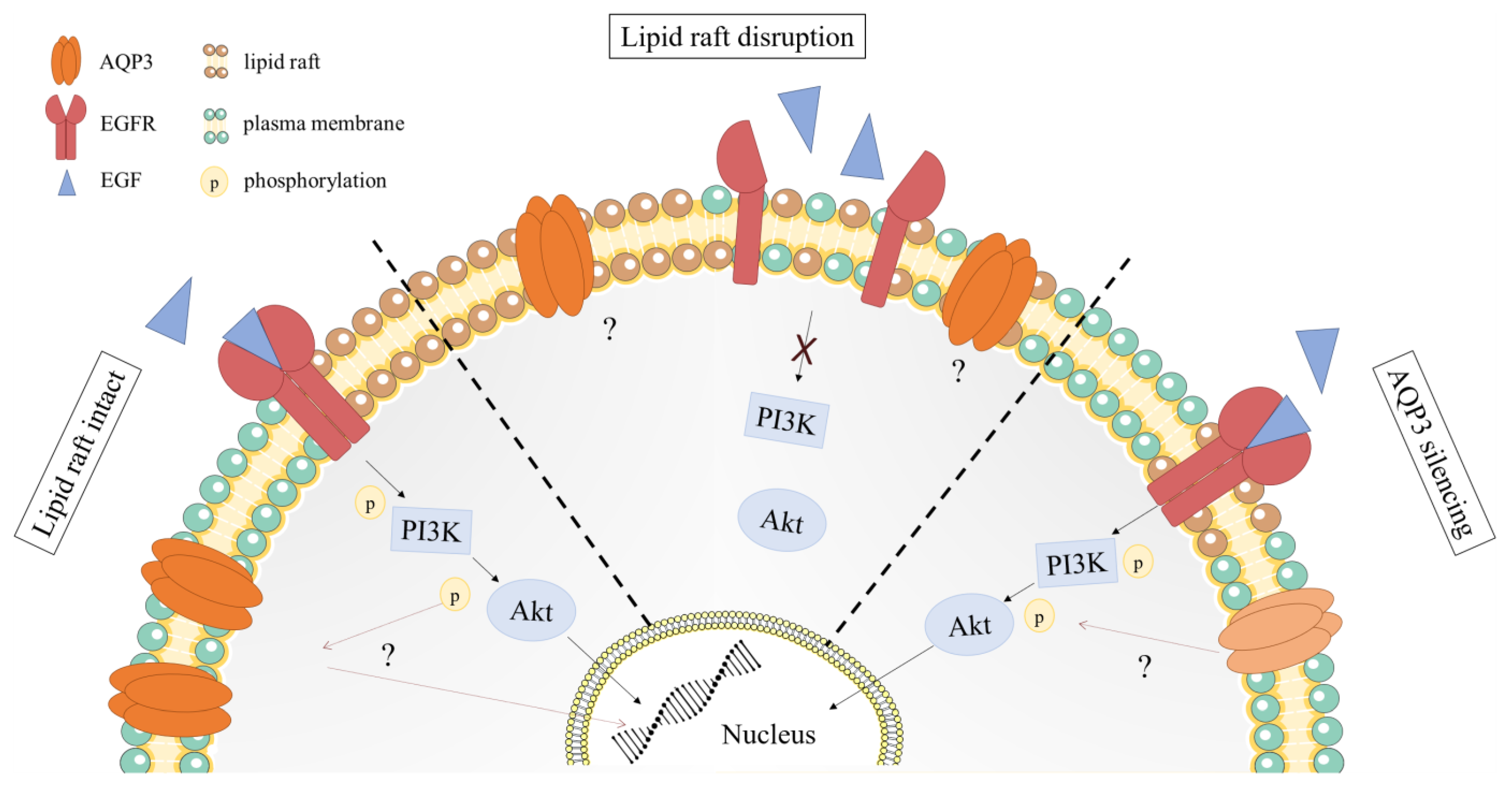 Ijms 24 08133 g001 Ijms 24 08133 g001