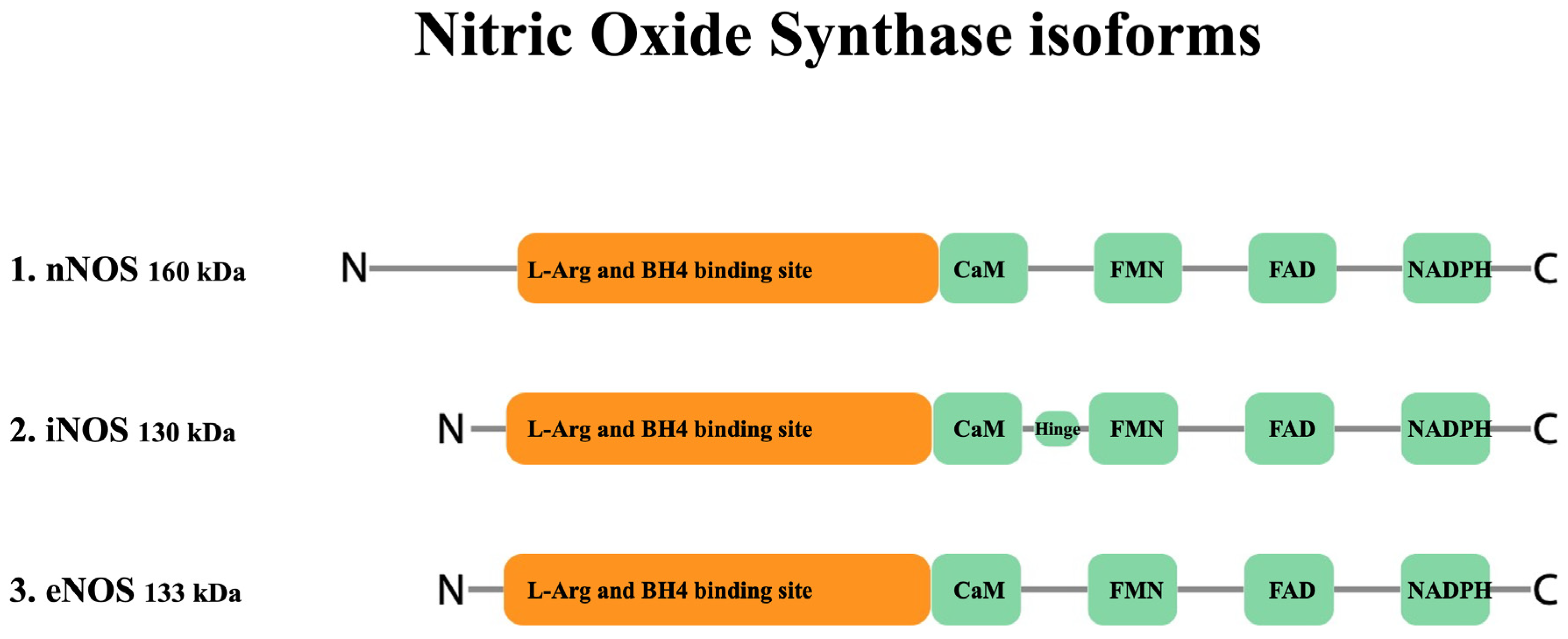 IJMS Free FullText Role of Nitric Oxide in Megakaryocyte Function