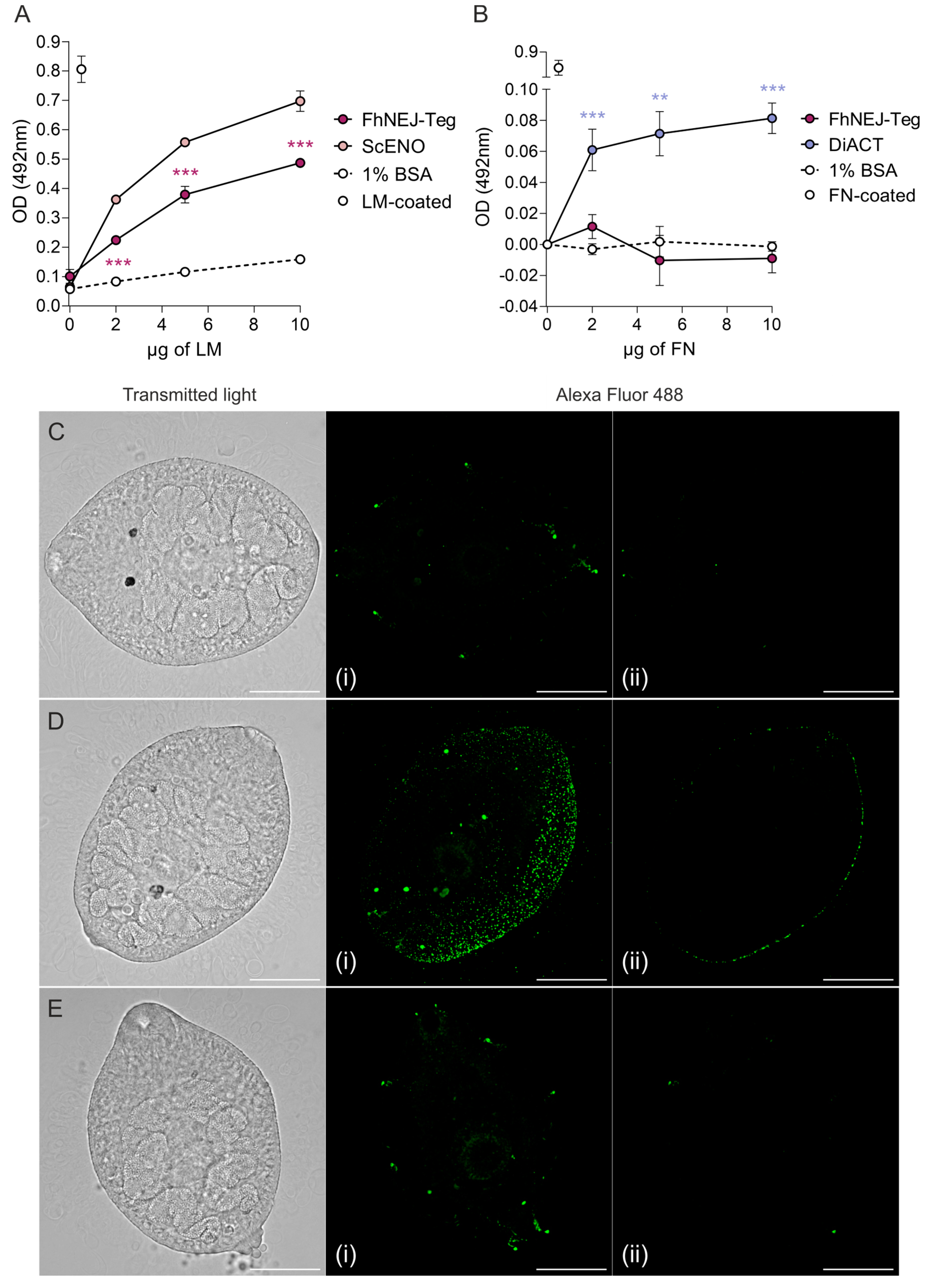 Ijms 24 08165 g001 Ijms 24 08165 g001