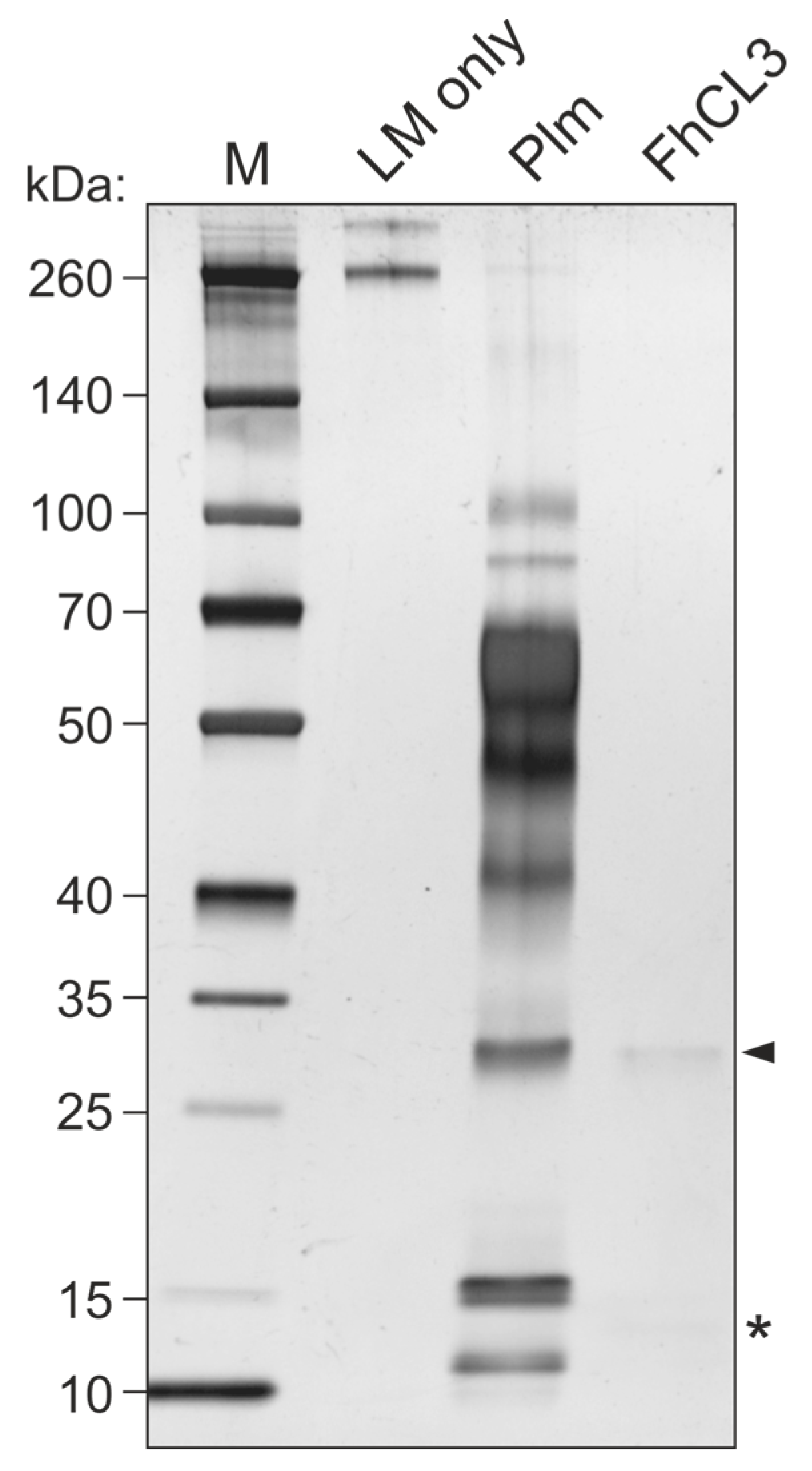 Ijms 24 08165 g005 Ijms 24 08165 g005