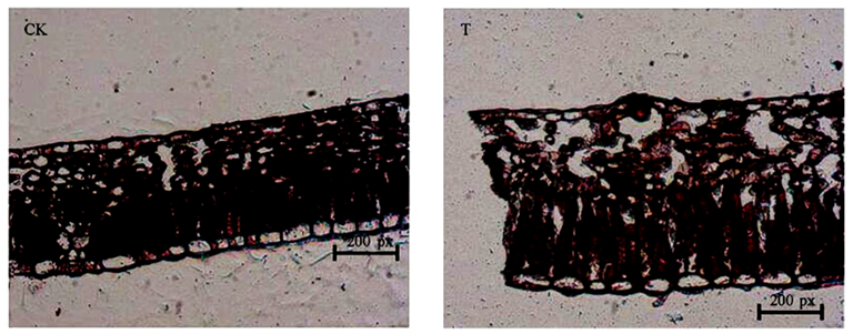 Ijms 24 08168 g001 Ijms 24 08168 g001