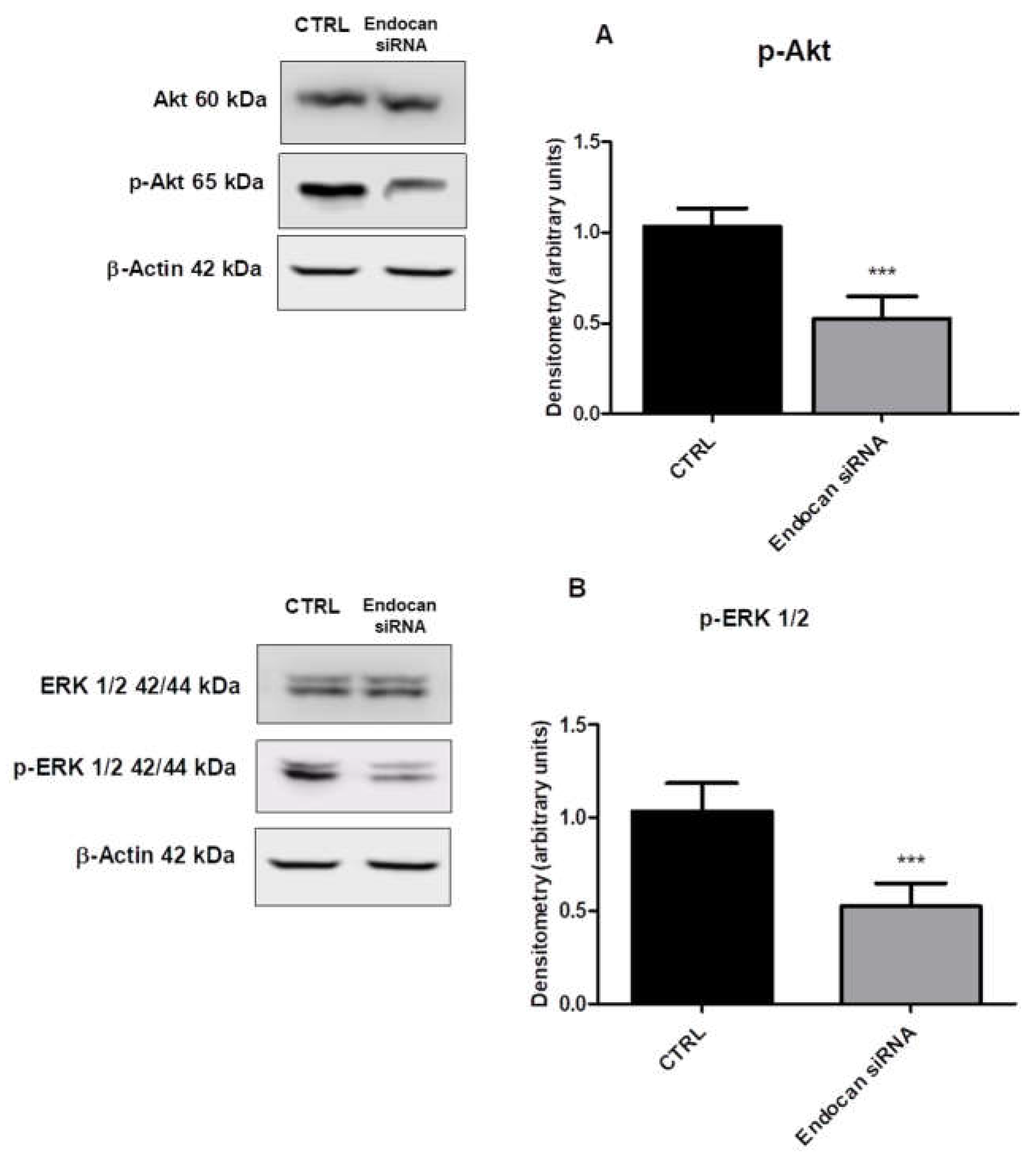 Ijms 24 08178 g004 Ijms 24 08178 g004