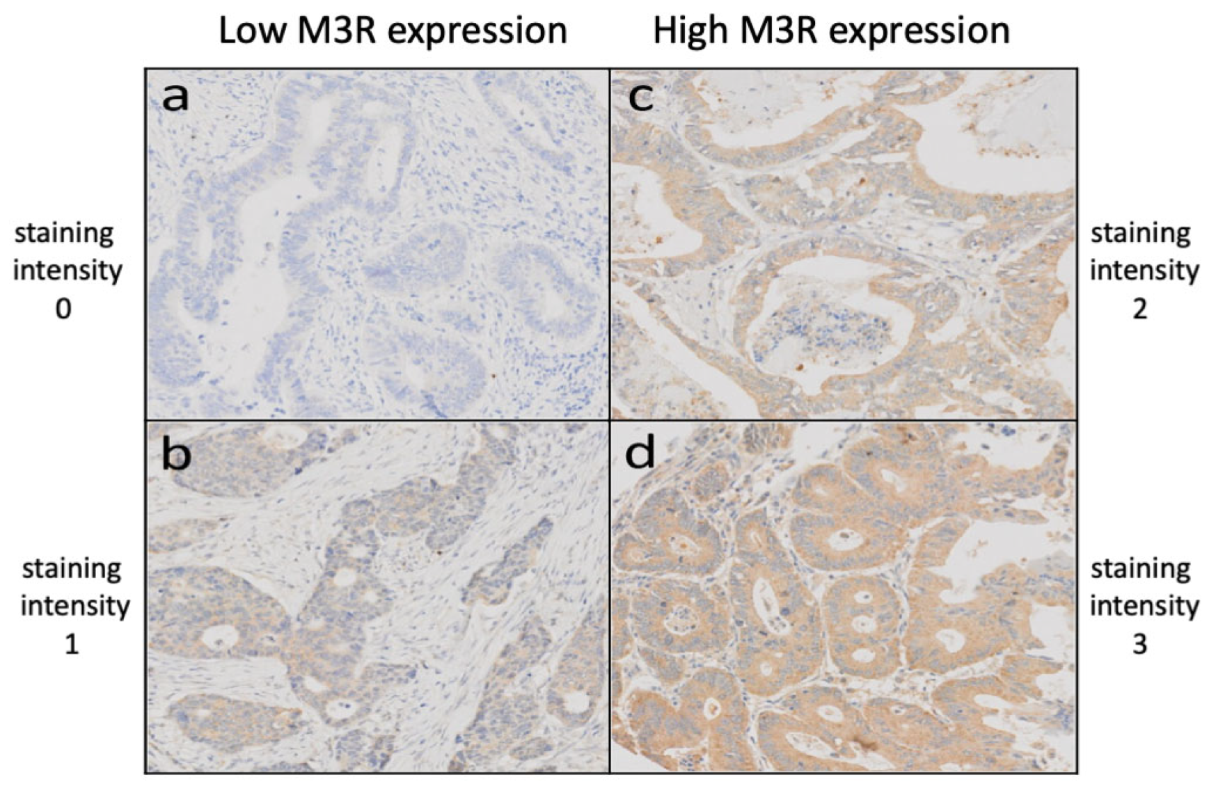 Ijms 24 08198 g002 Ijms 24 08198 g002