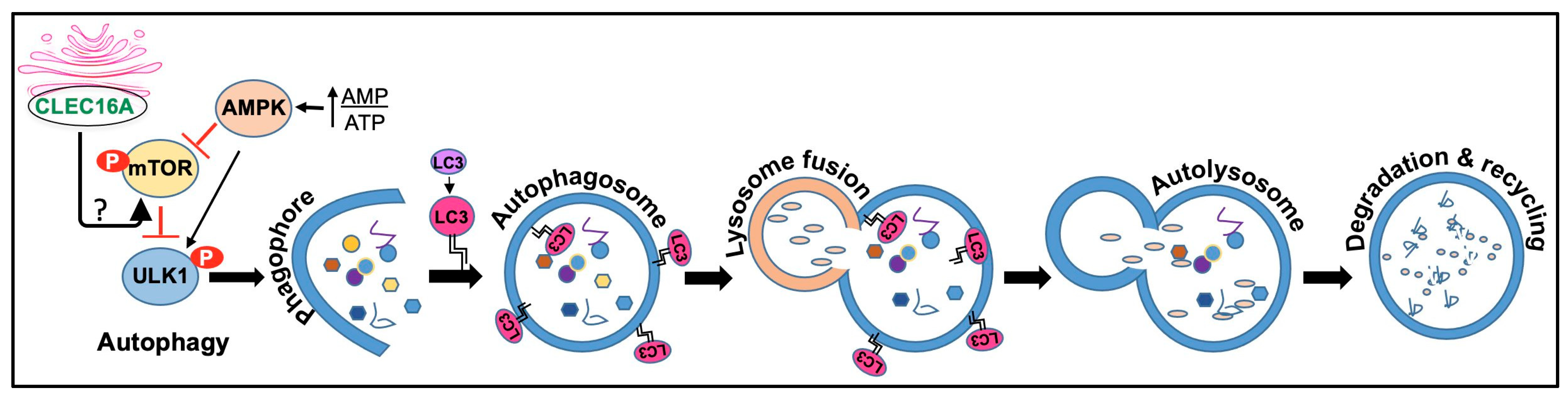 Ijms 24 08224 g004 Ijms 24 08224 g004