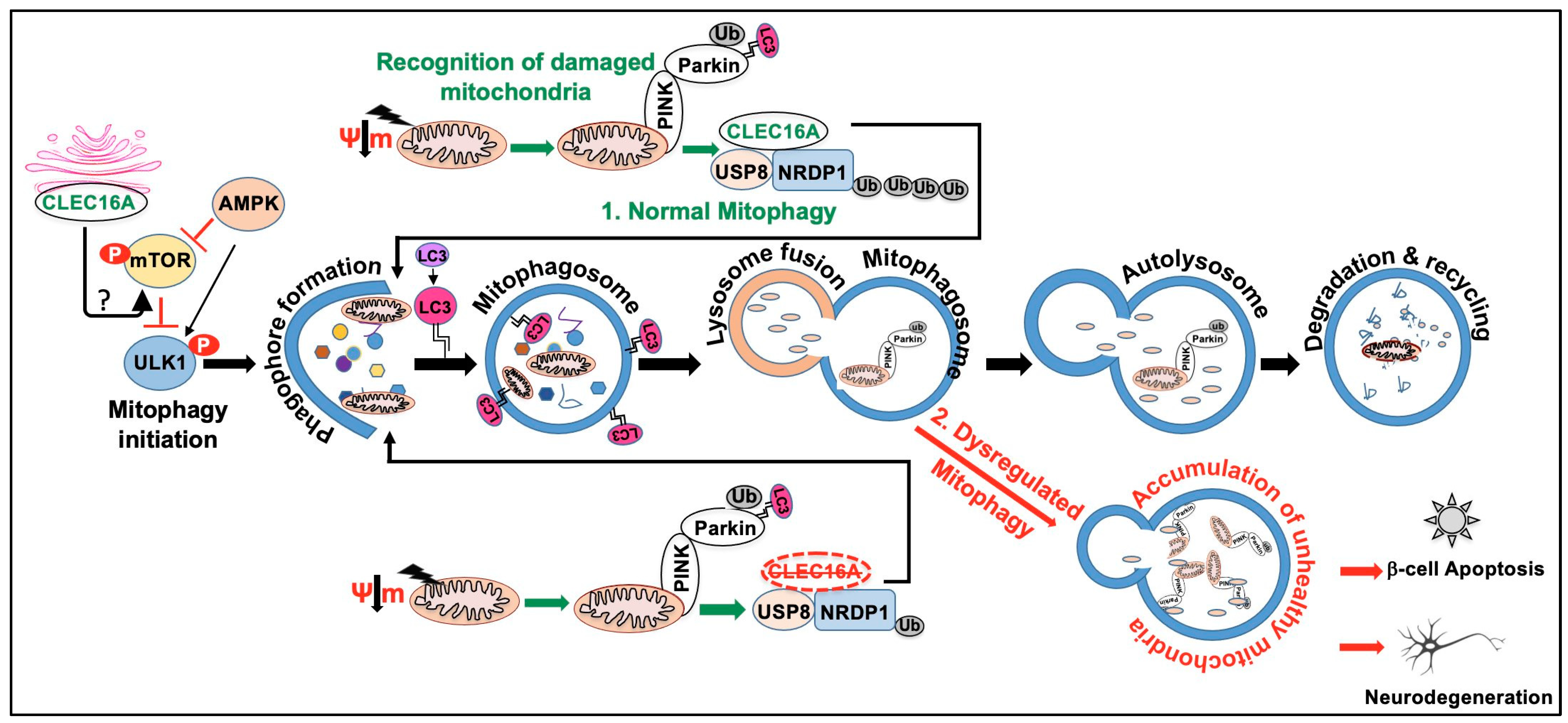 Ijms 24 08224 g005 Ijms 24 08224 g005