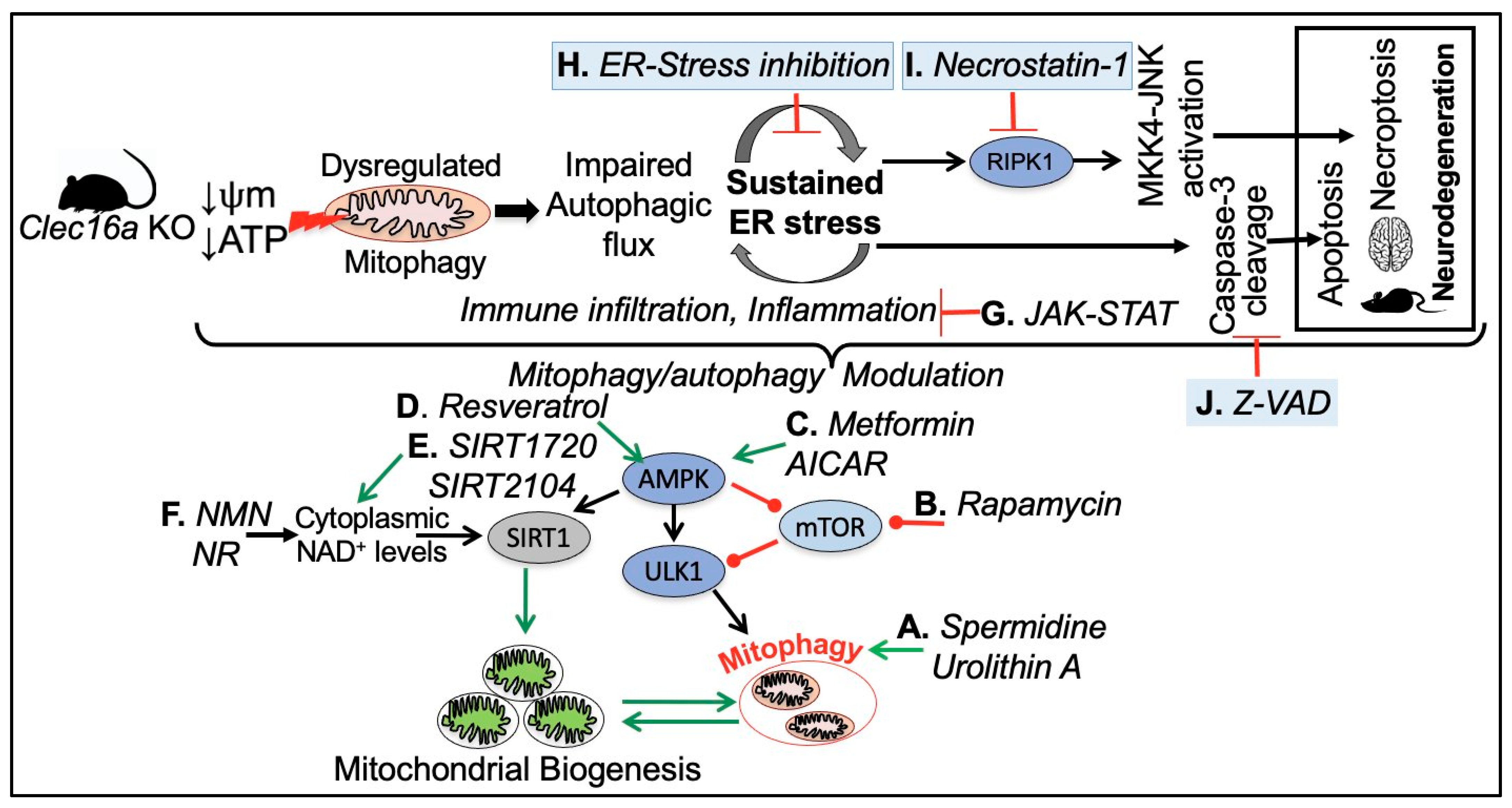Ijms 24 08224 g007 Ijms 24 08224 g007