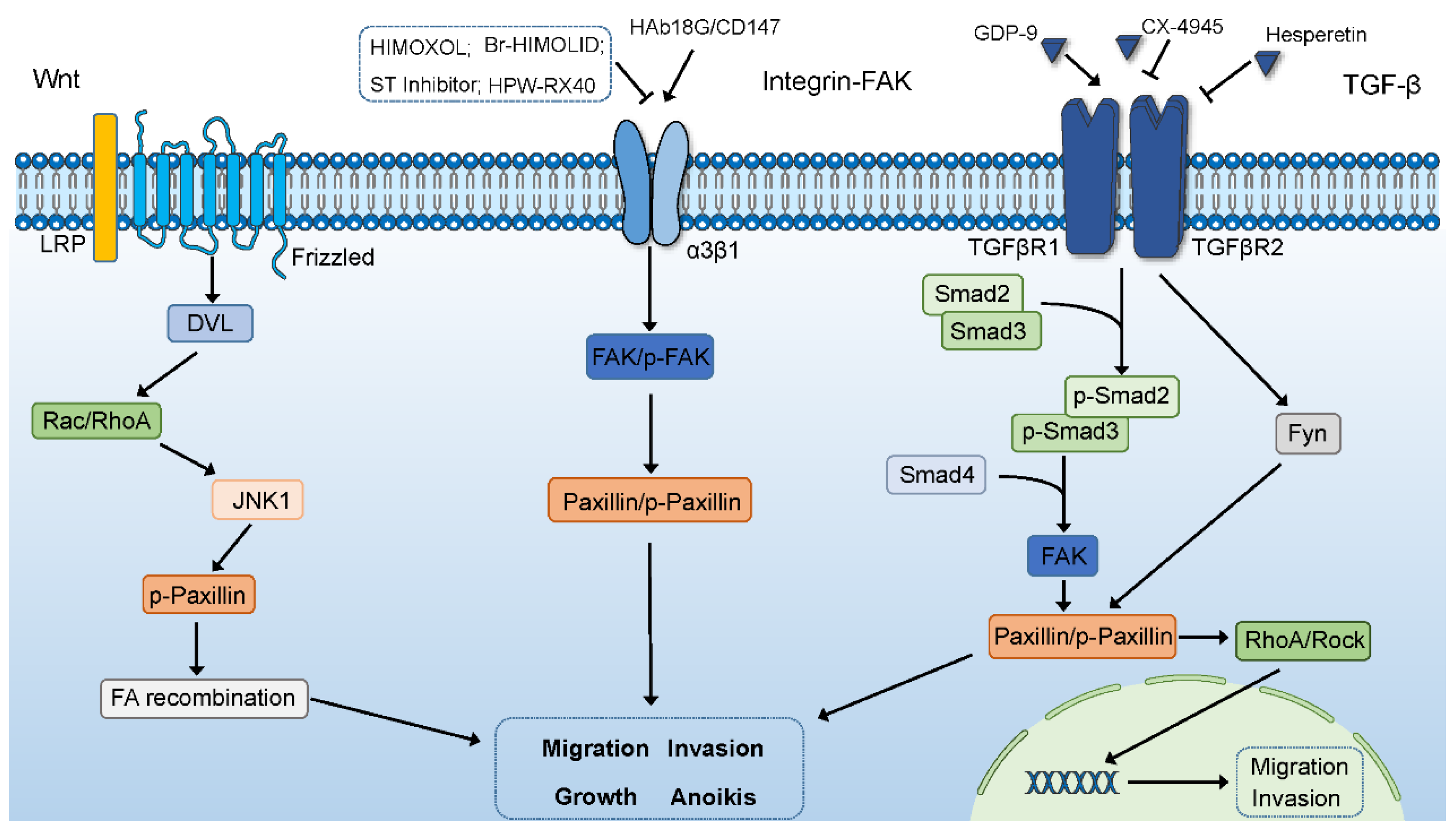 IJMS | Free Full-Text | The Role of Paxillin Aberrant Expression 