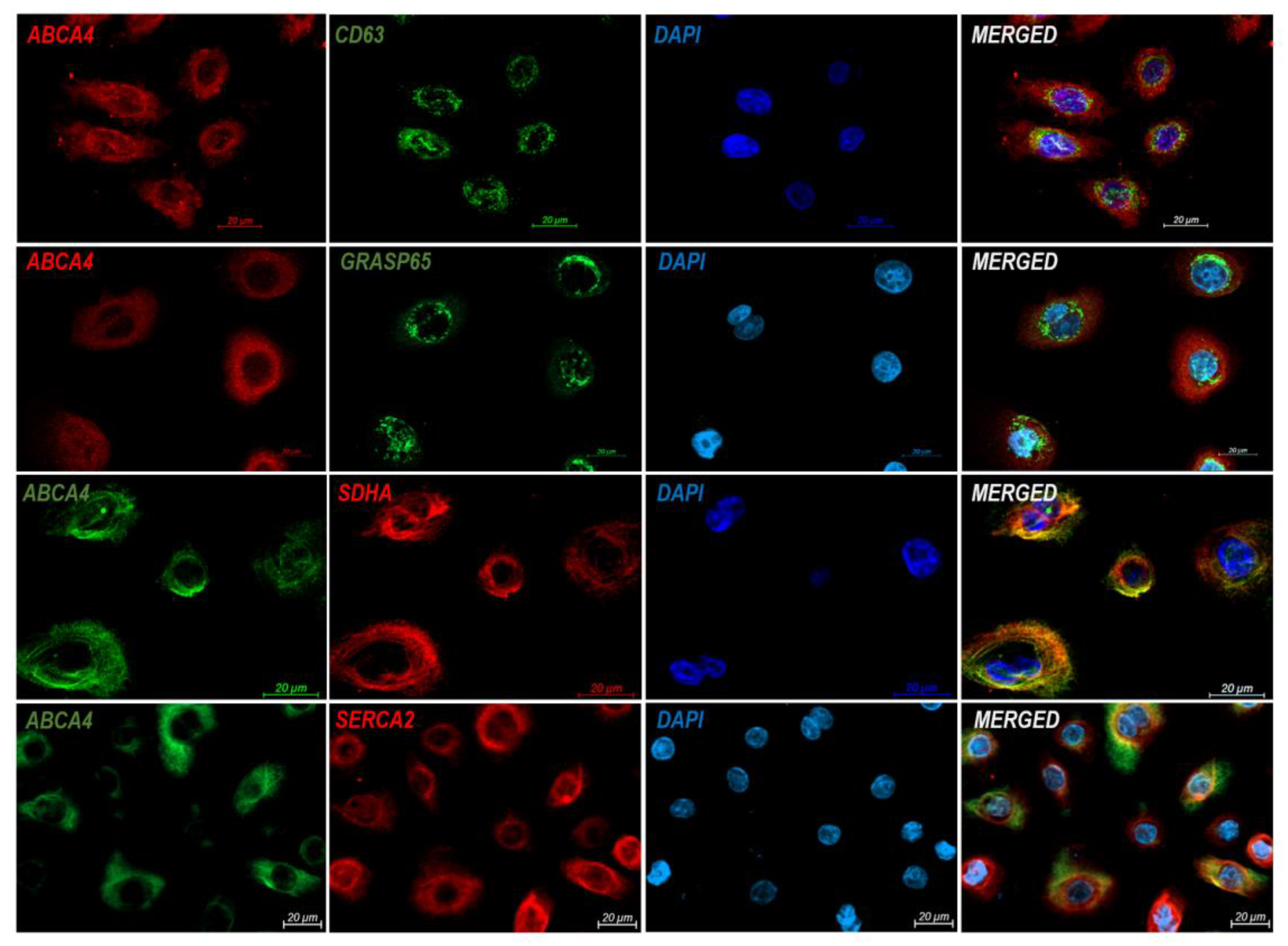 Ijms 24 08275 g002 Ijms 24 08275 g002