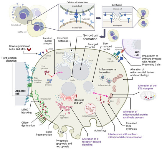 IJMS Free Full Text From Cell To Symptoms The Role Of SARS CoV 2 ijms-free-full-text-from-cell-to-symptoms-the-role-of-sars-cov-2