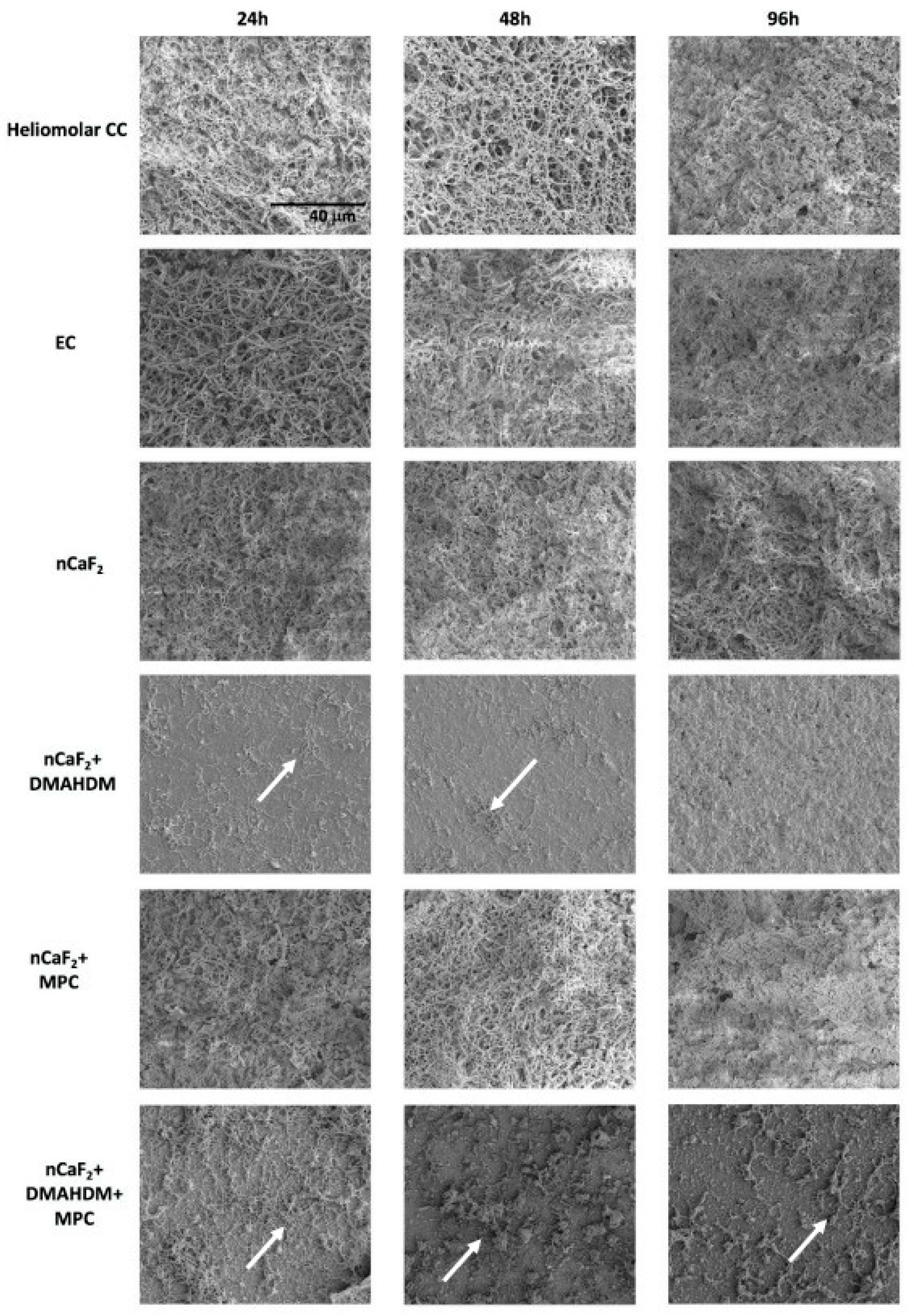 Ijms 24 08295 g006 Ijms 24 08295 g006