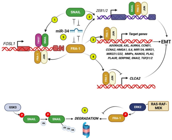 Fra-1/AP-1 induces EMT in mammary epithelial cells by modulating Zeb1/2 and  TGFβ expression