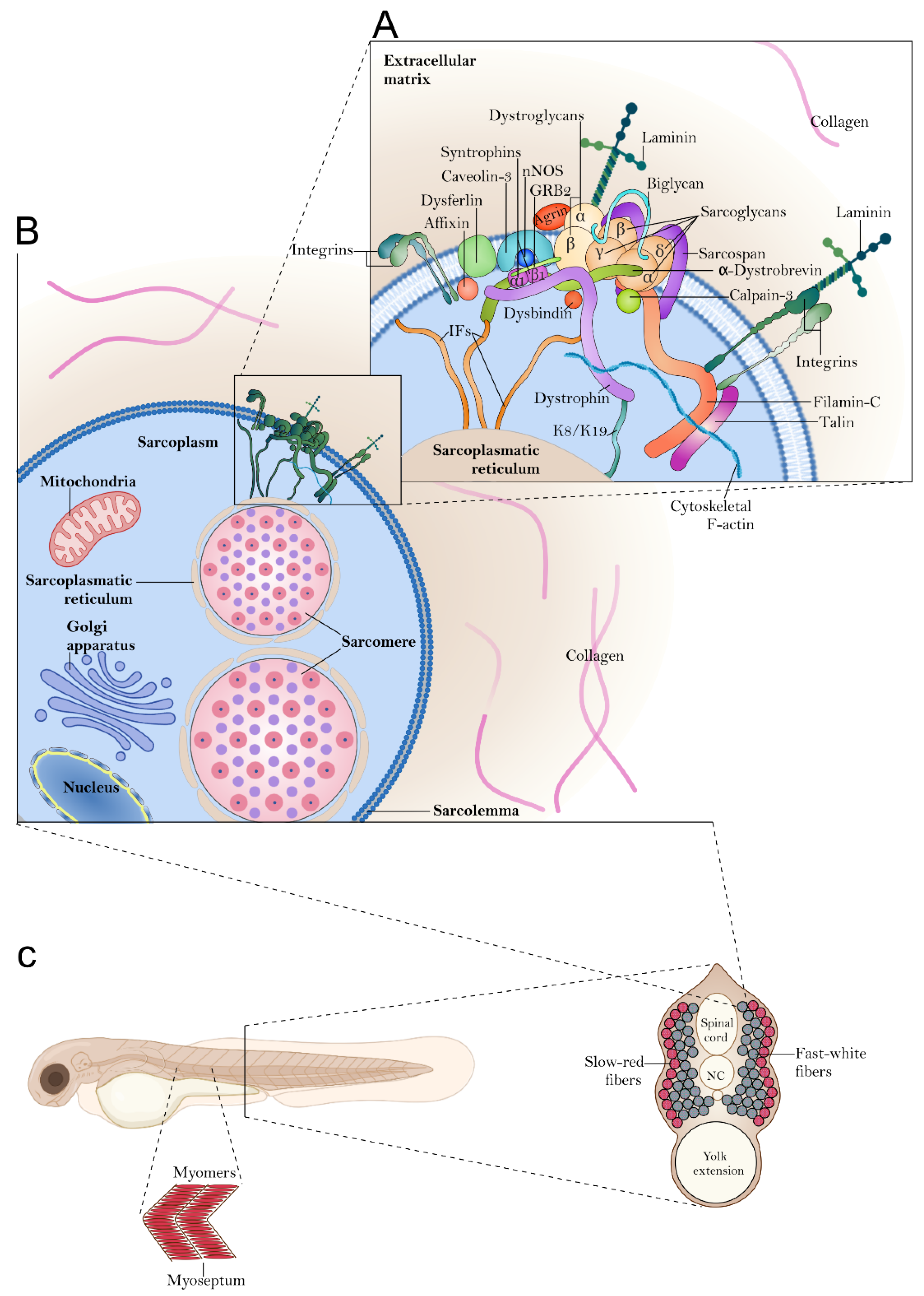 Ijms 24 08314 g001 Ijms 24 08314 g001