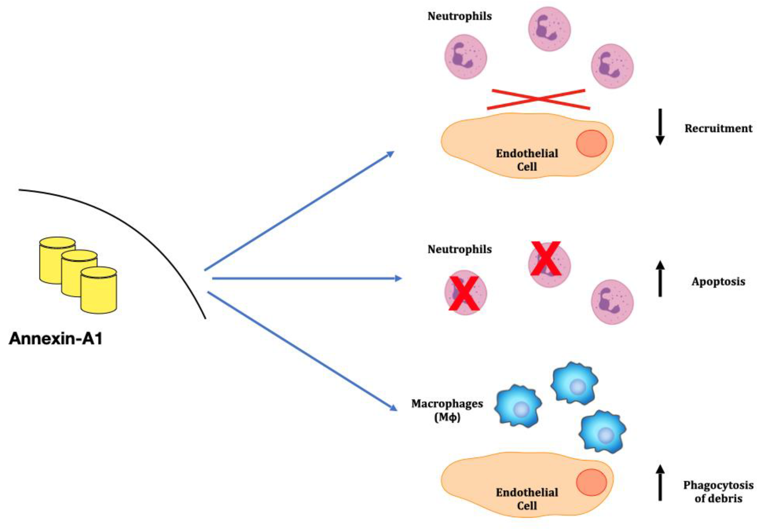 Ijms 24 08318 g002 Ijms 24 08318 g002