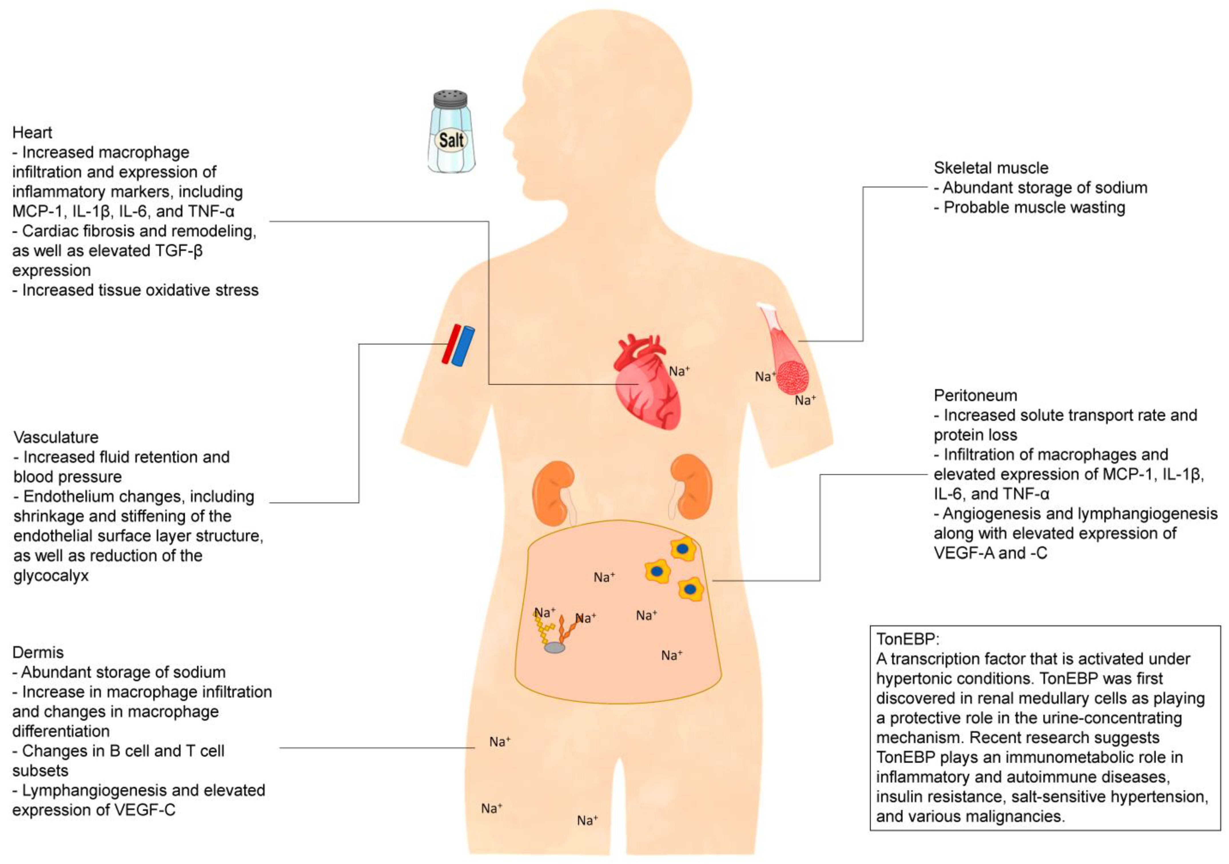 Low Sodium Salt Risks & Low Sodium Diet Benefits for BP, Heart & kidney  failure ( ENG) Dr.Education 