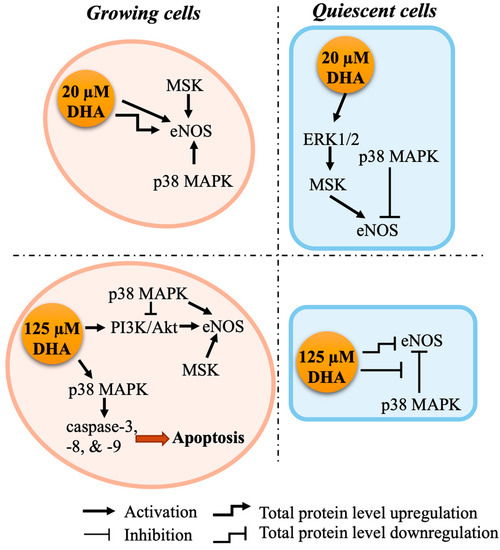 IJMS Free FullText Growth StateDependent Activation of eNOS in