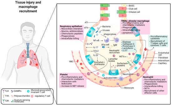 Biologic Mechanisms of Macrophage Phenotypes Responding to